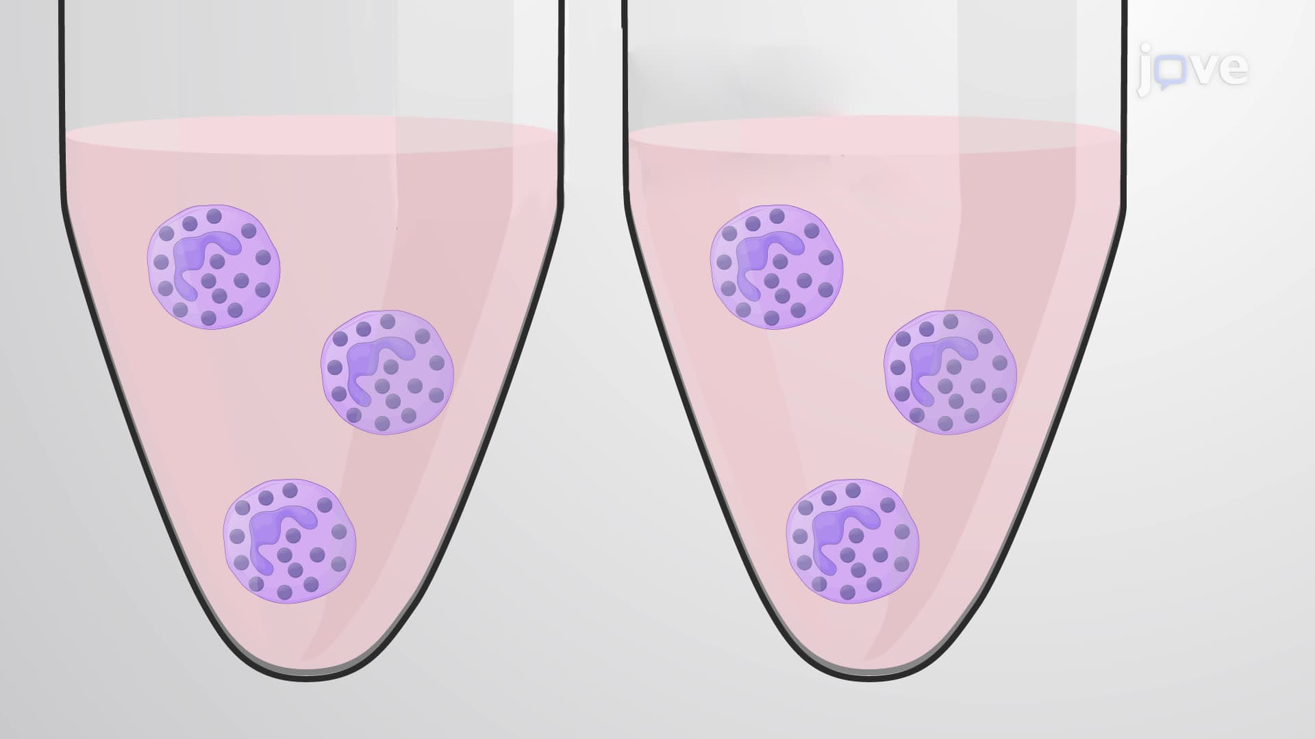 A Degranulation Assay to Monitor Neutrophil Activation and Gelatinase Release