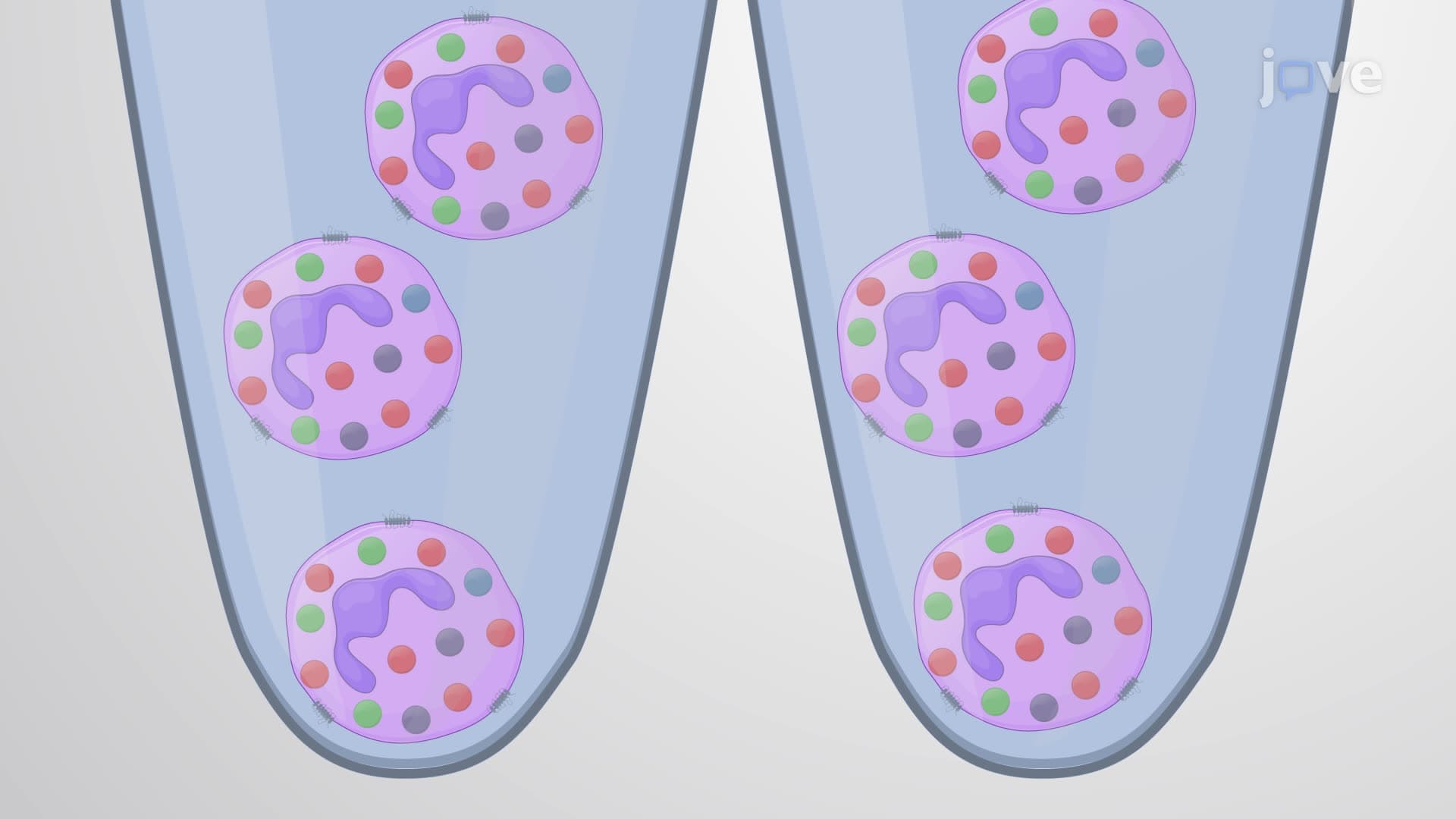 An Assay to Monitor Degranulation of Azurophilic Granules in Neutrophils following Activation