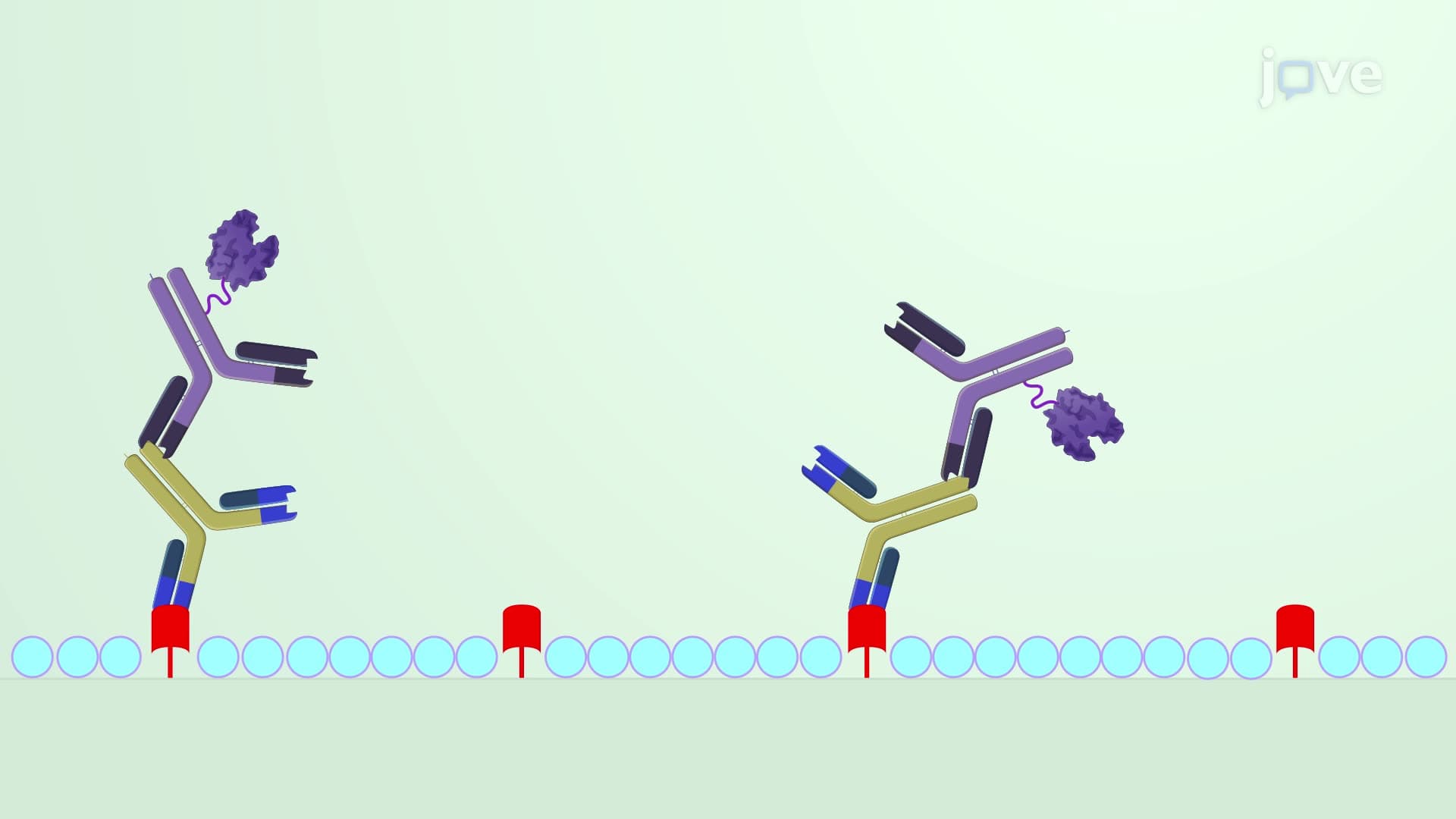 Measuring Immunoglobulin G Levels Against a Test Vaccine in a Mouse Serum