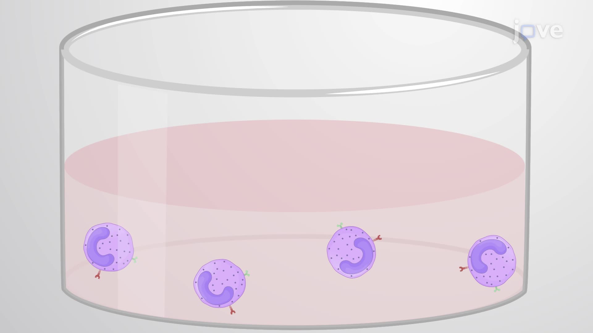 Enhancing Viral Transduction in Natural Killer Cells Using a Cationic Polymer