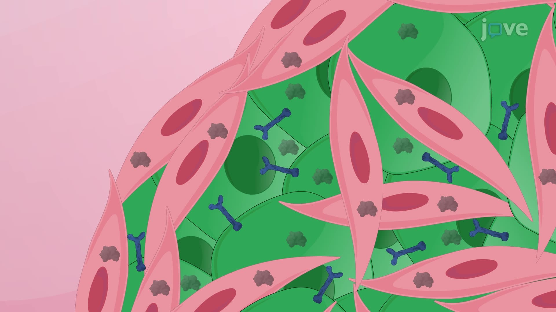 Near-Infrared Photoimmunotherapy for Targeted Cell Elimination in Mixed 3D Cultures