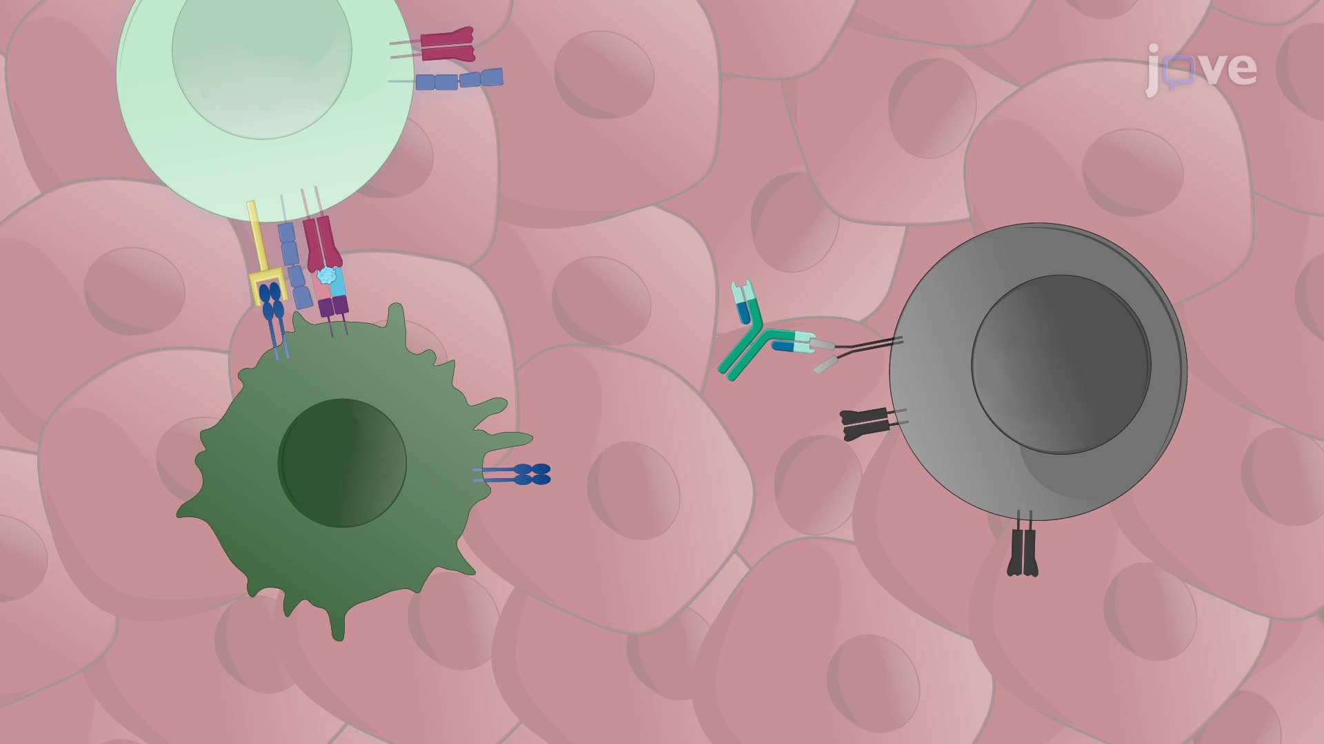 An Adjuvant Therapy in a Mouse Model with an Incompletely Resected Subcutaneous Tumor