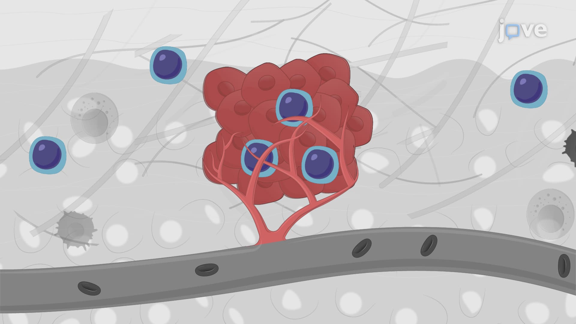 A Technique to Generate a Human PBMC-Engrafted Humanized Xenograft Mouse Model