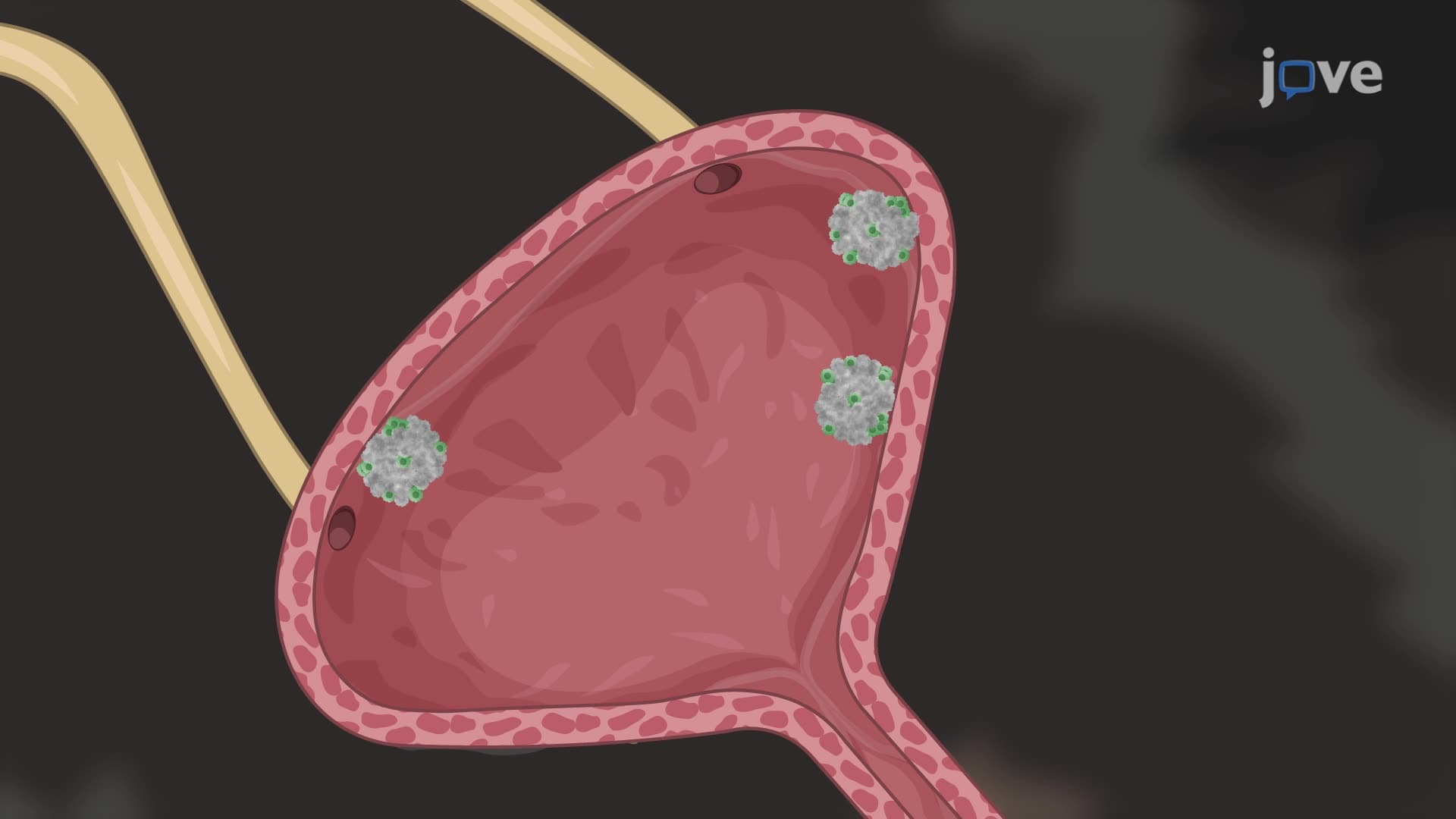 Evaluating the Anti-Tumor Efficacy of a Bacterial Immunomodulatory Protein in a Murine Model