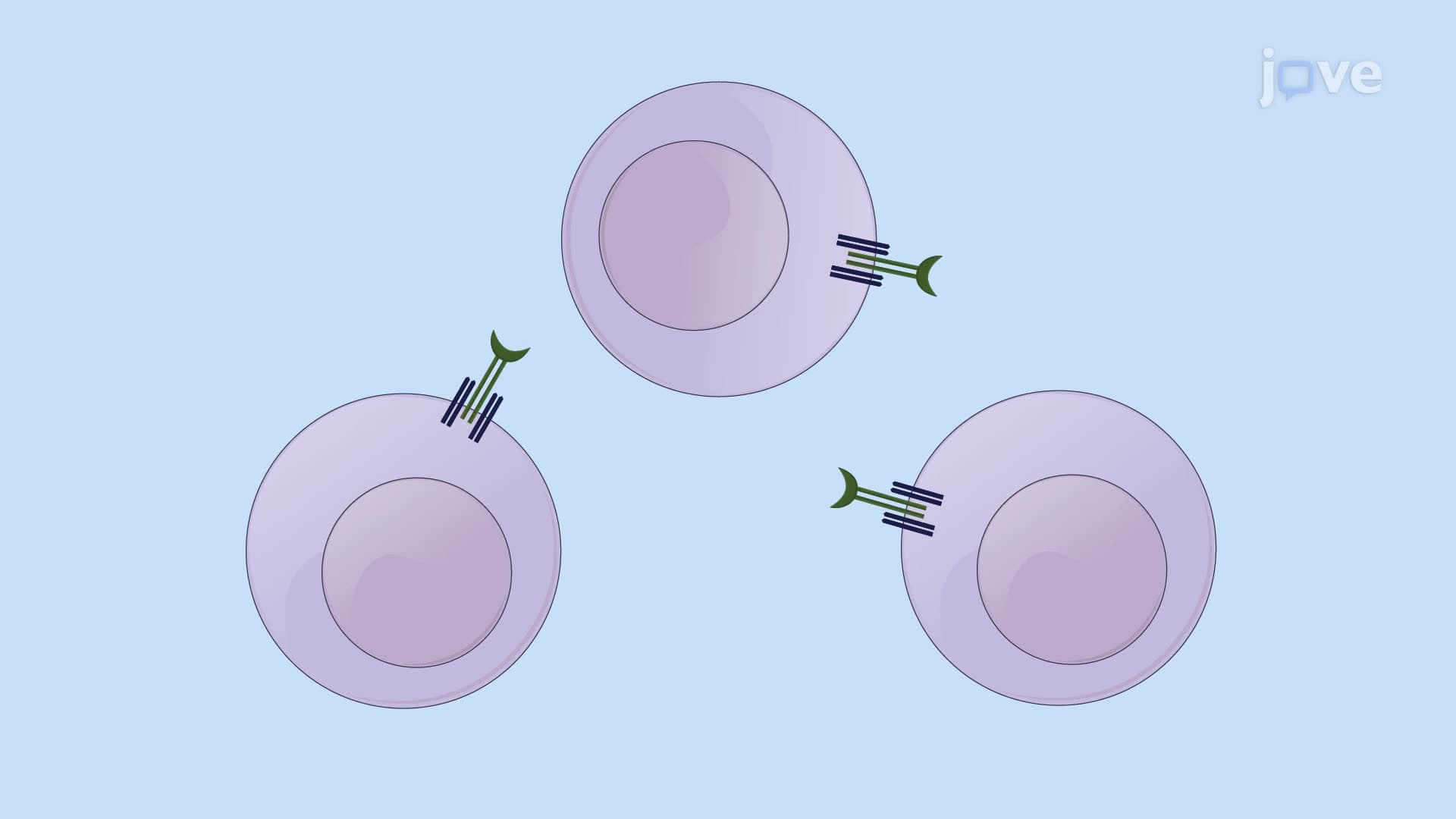 Suppressing Hepatitis B Virus Replication Using Viral Antigen-Specific T Cells