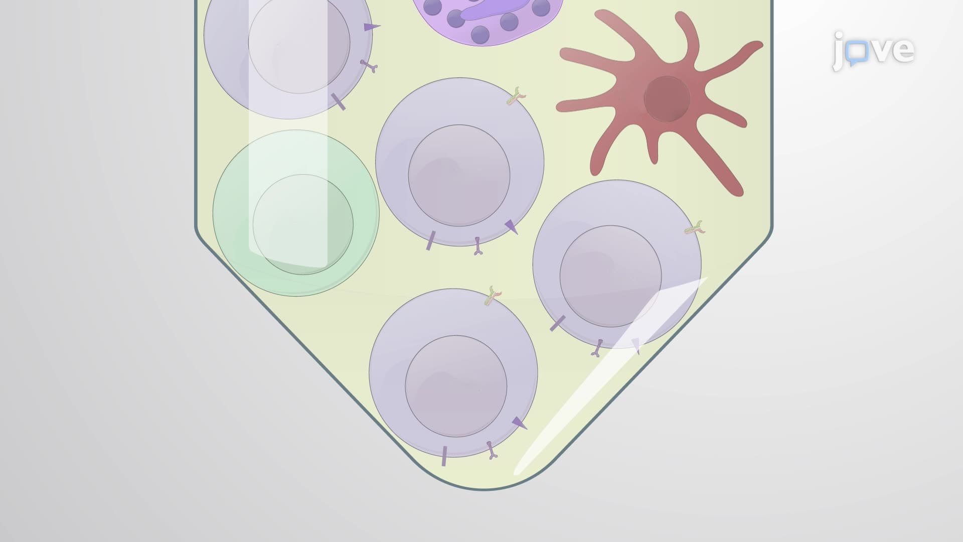An Ex Vivo Technique to Generate Tumor-Specific Chimeric Antigen Receptor T Cells