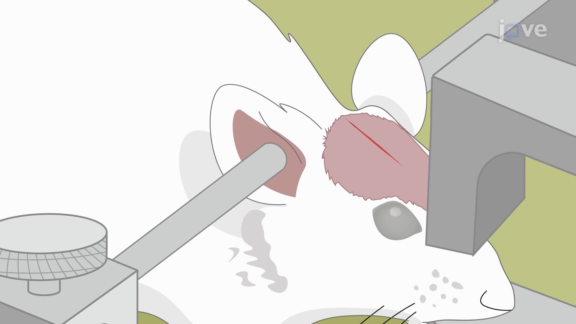Delivering Effector T Lymphocytes into Mice Carrying Human Brain Tumors