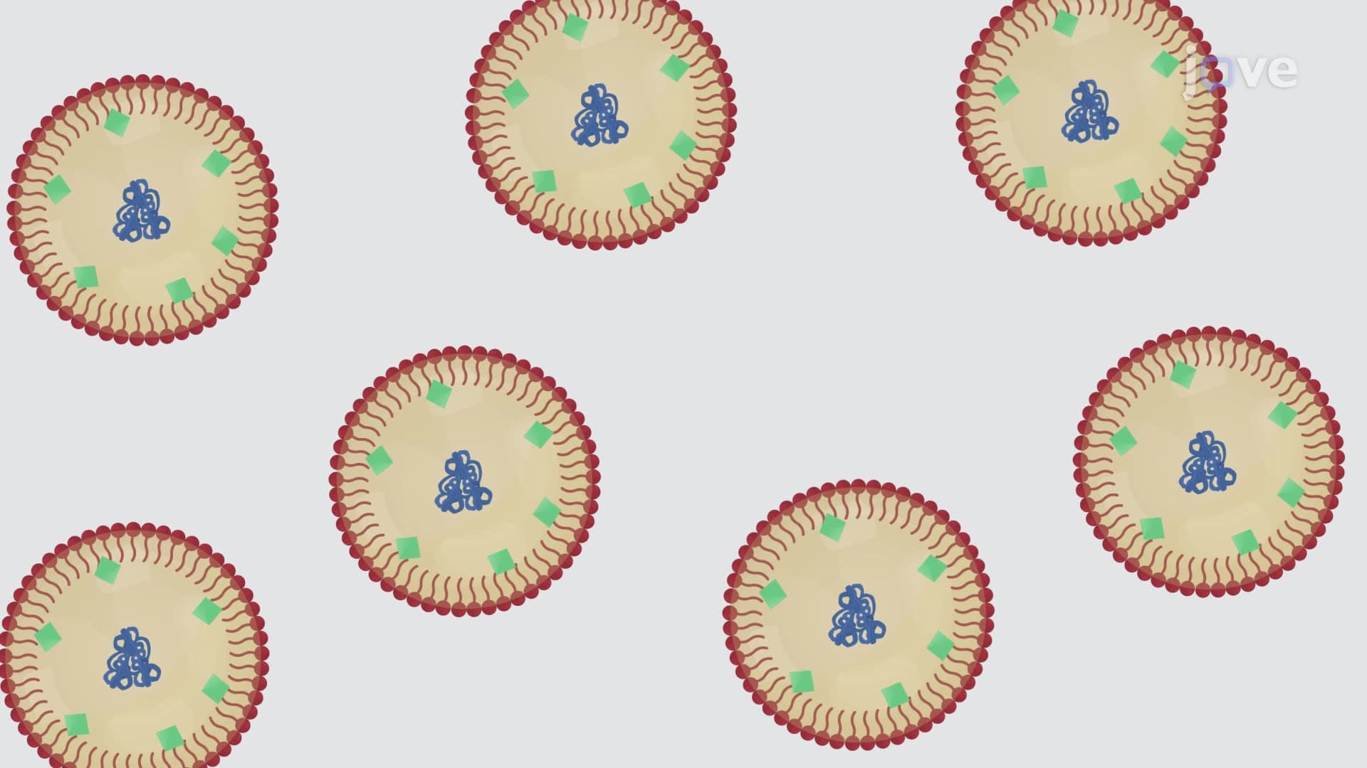 Preparation of a Nanoemulsion Adjuvant Vaccine