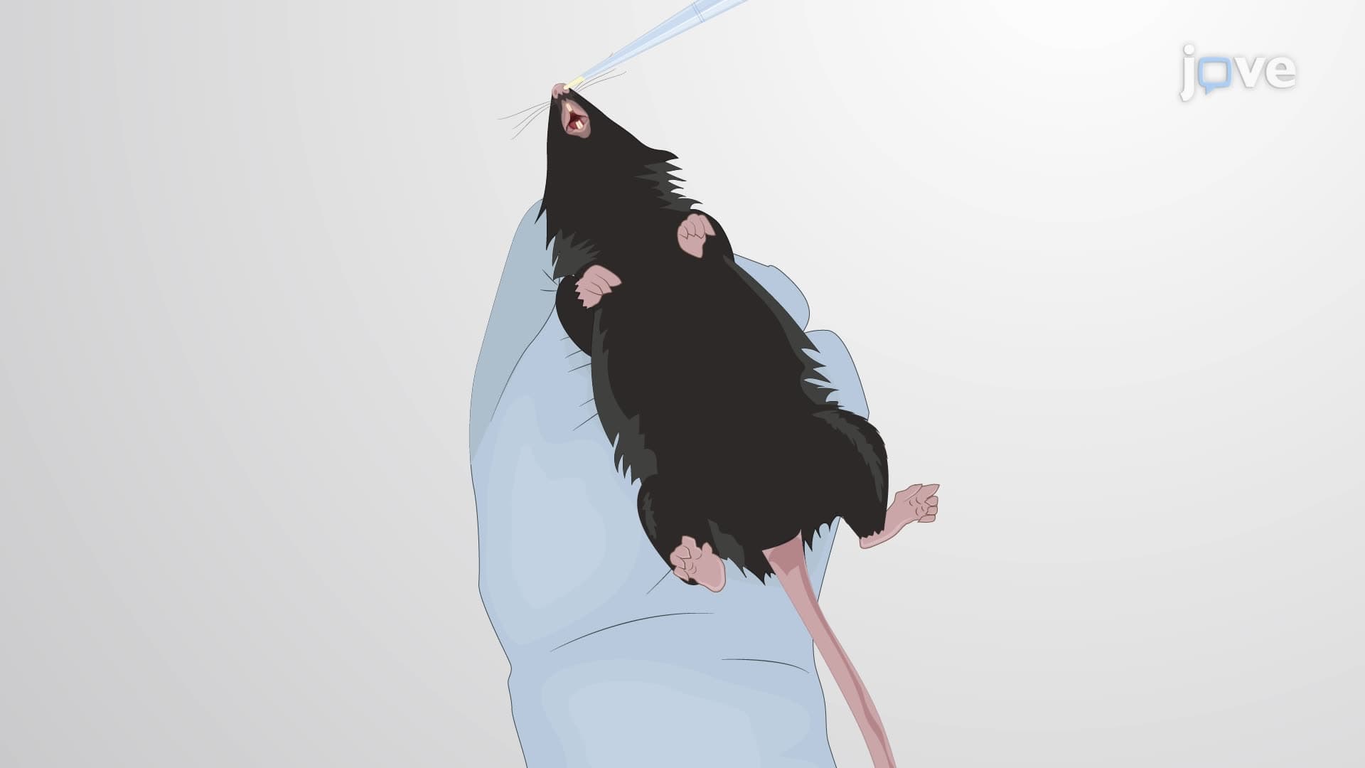 Intranasal Immunization with BCG in a Mouse Model