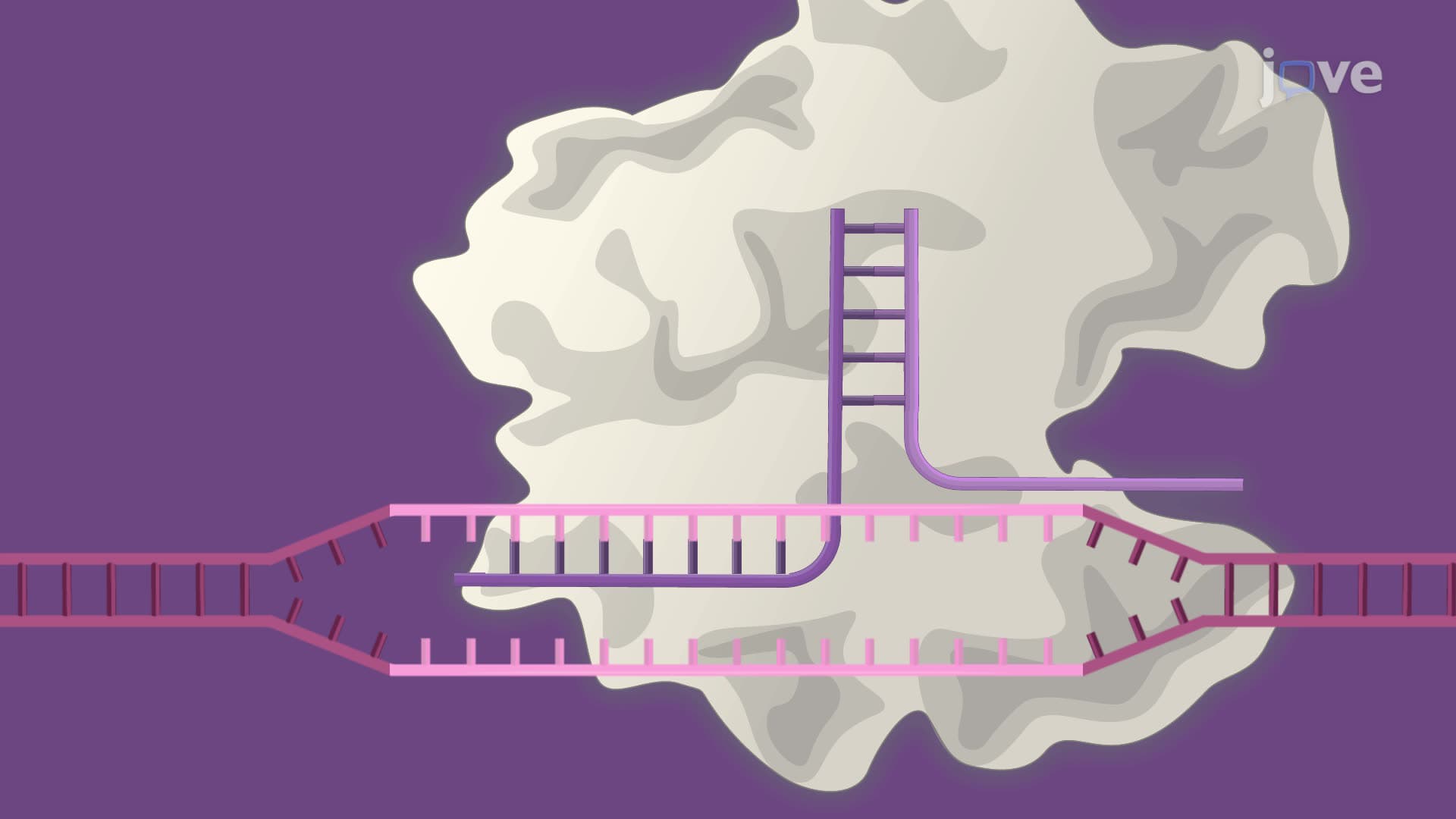 A Technique for Gene Editing in Natural Killer Cells Using CRISPR Cas9