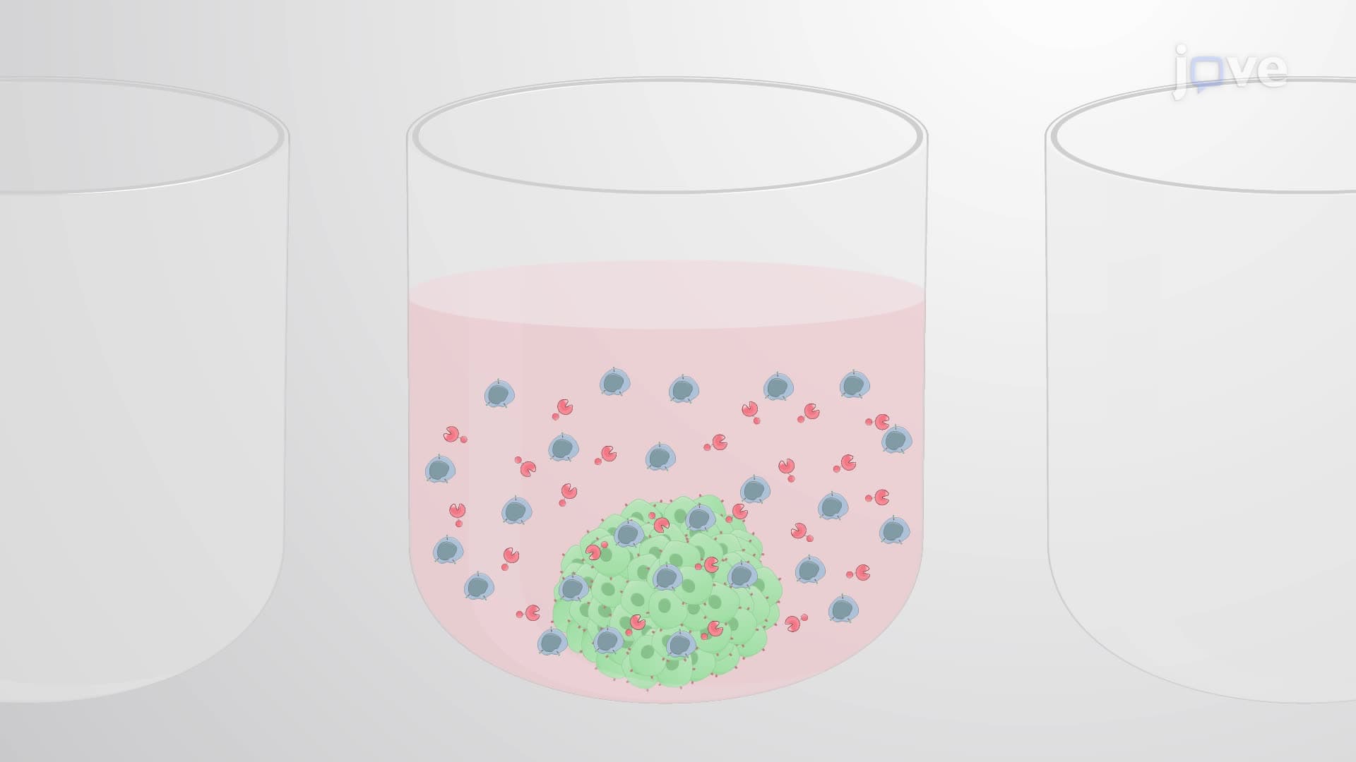 An In Vitro Assay to Assess CAR T Cell Cytotoxicity against Tumor Spheroids
