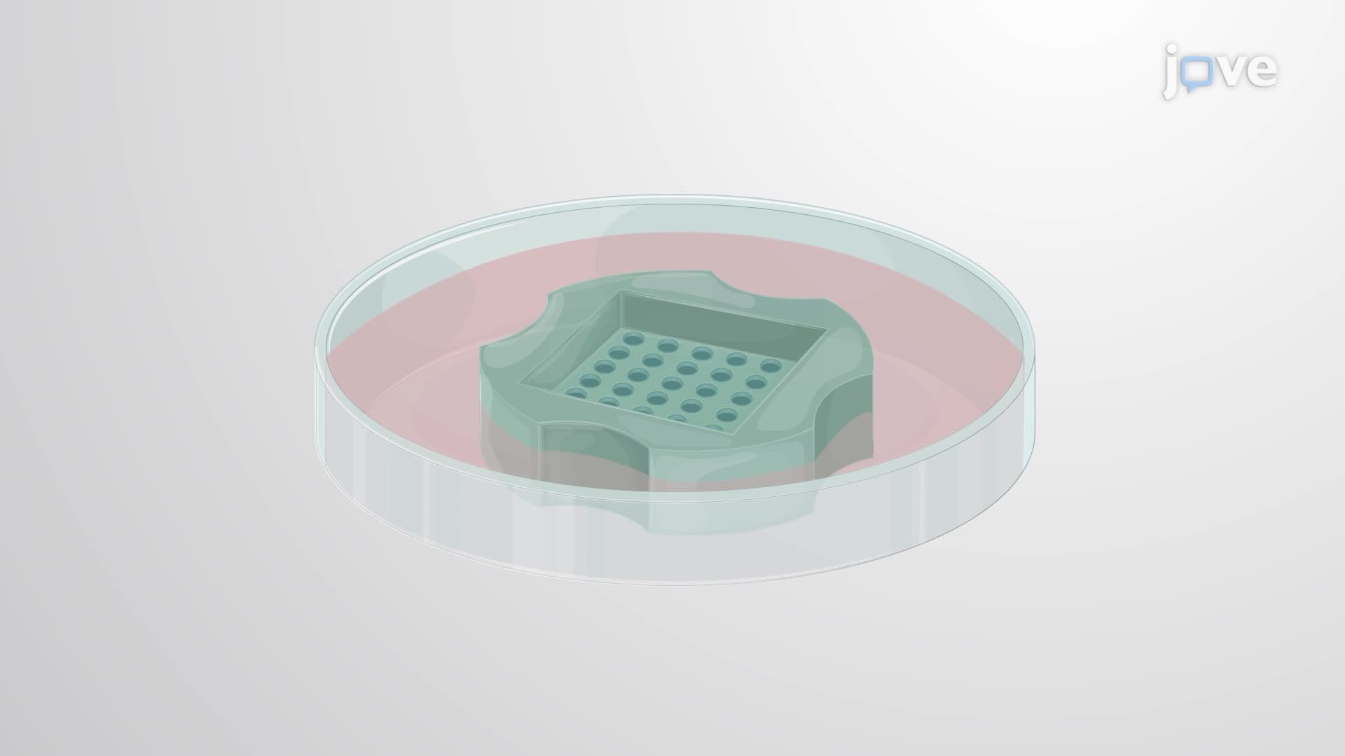 A Three-Dimensional Co-culture Model of Infiltrating T Cells in Tumor Spheroids