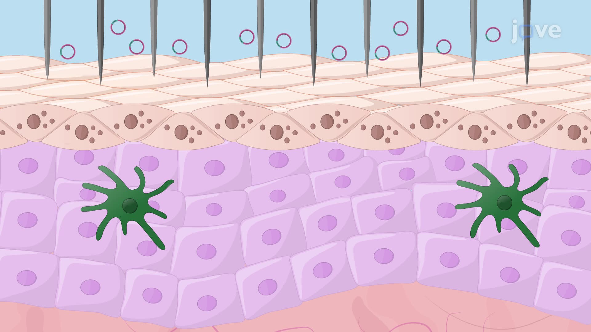 Acufection-Mediated Delivery of Immune-Related Genes into Mouse Skin Tissues