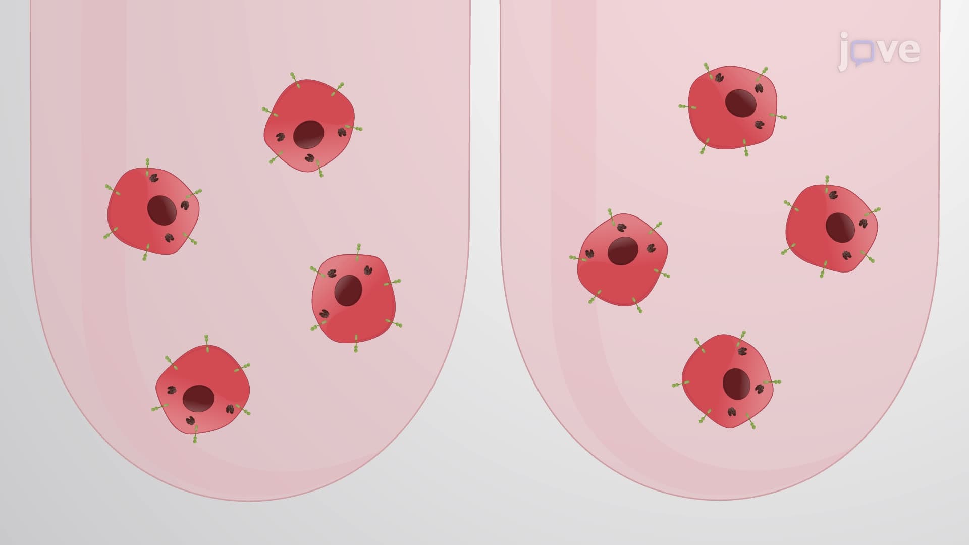 An In Vitro Assay to Evaluate the Anti-Tumor Activity of Tumor-Specific CAR T Cells