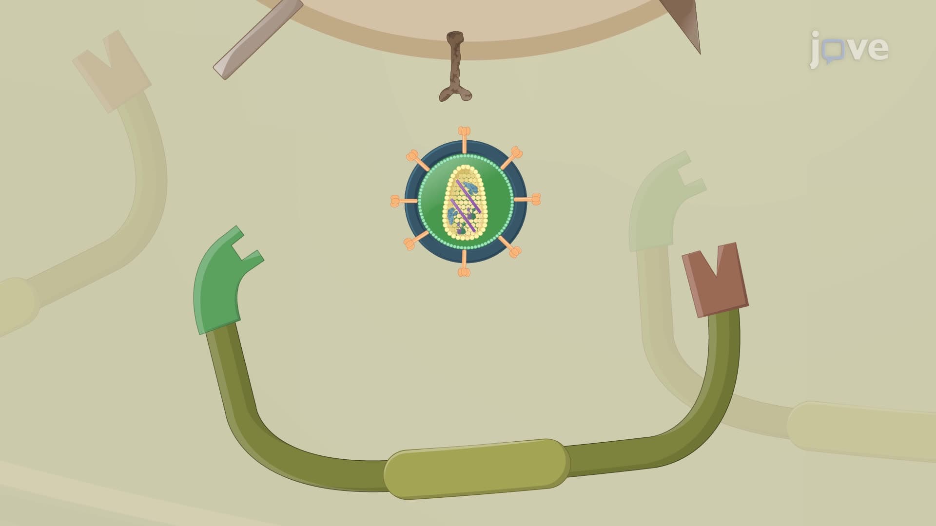 A Technique for the Generation of Antigen-Specific CAR T Cells