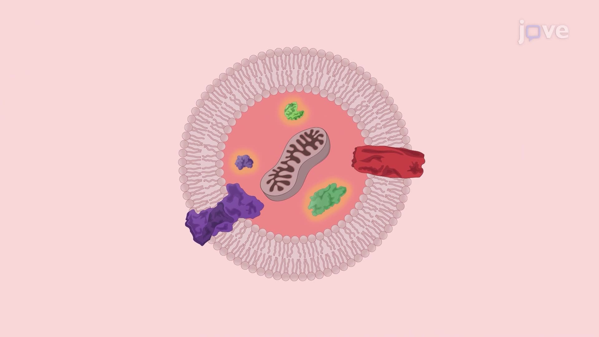 Generating Plasma Membrane Vesicles from Bone Marrow Stem Cells