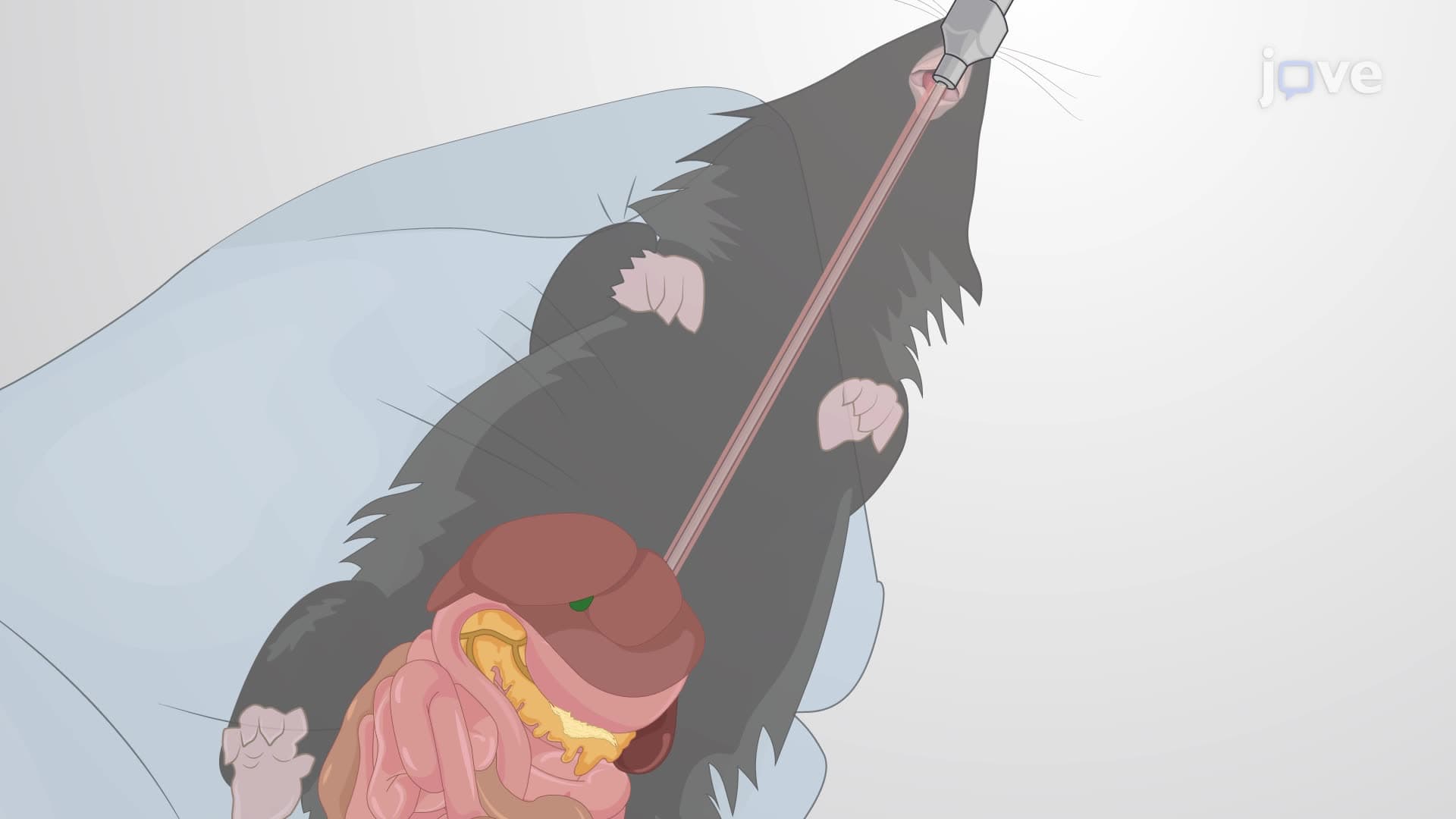 Oral Delivery of Transformed Yeast Cells into the Mouse Intestinal Immune System