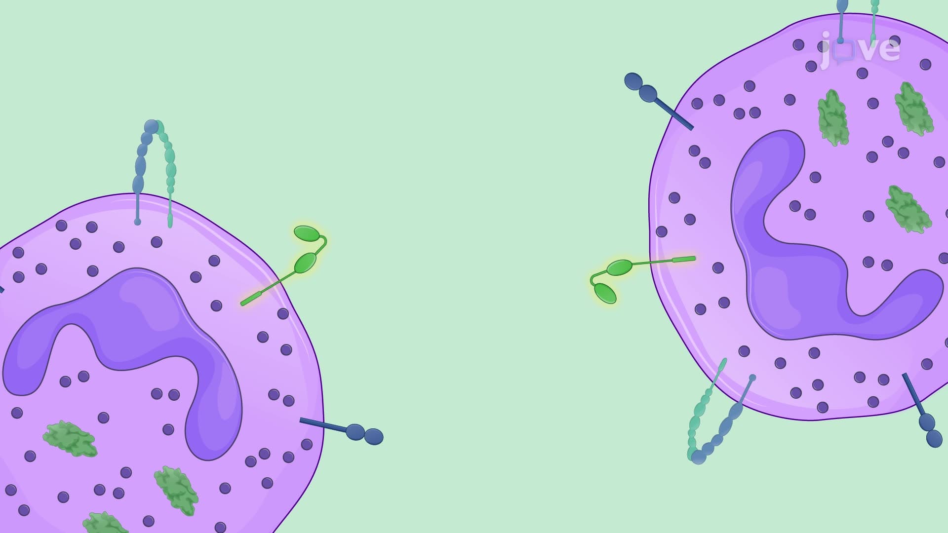 Generating Anti-Angiogenic Tumor-Associated Neutrophils