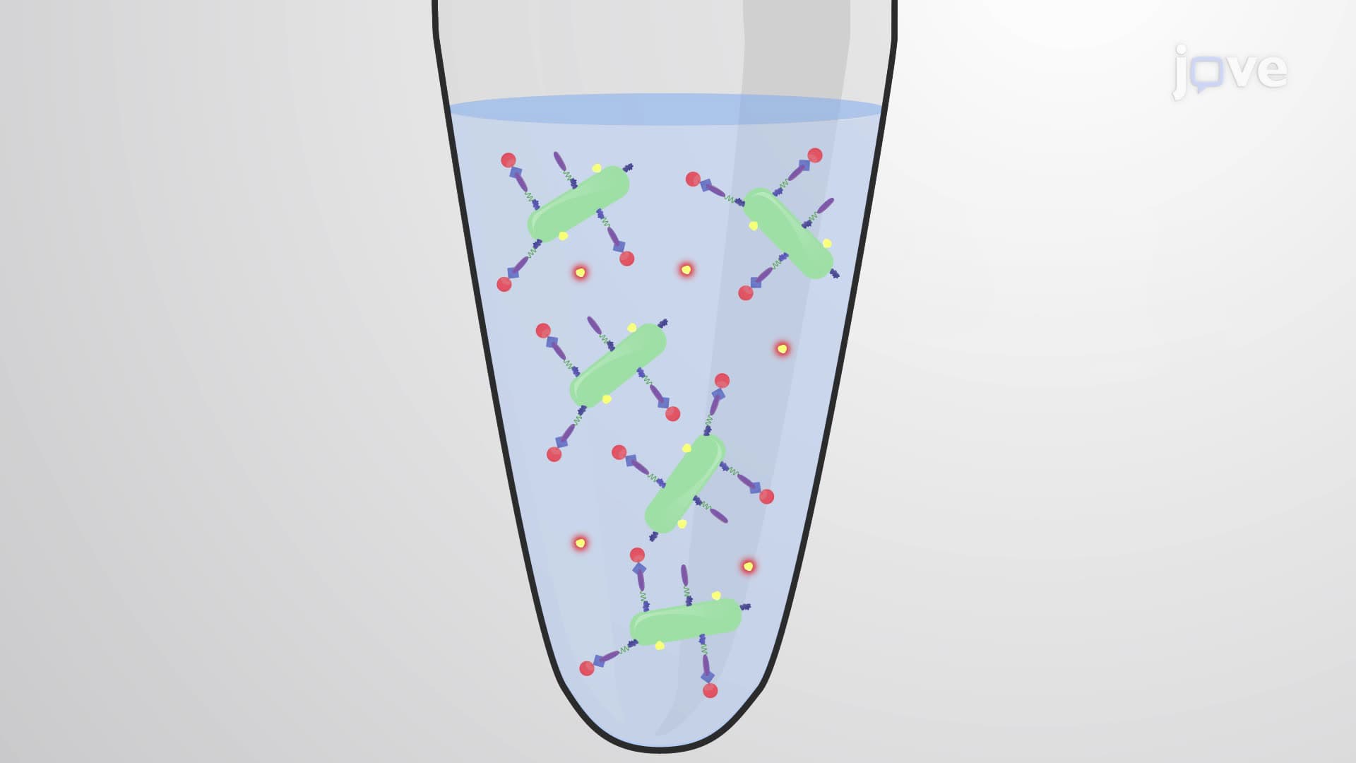 An Avidin-Biotin Conjugation Technique for Presenting Target Antigens on Mycobacterium bovis BCG