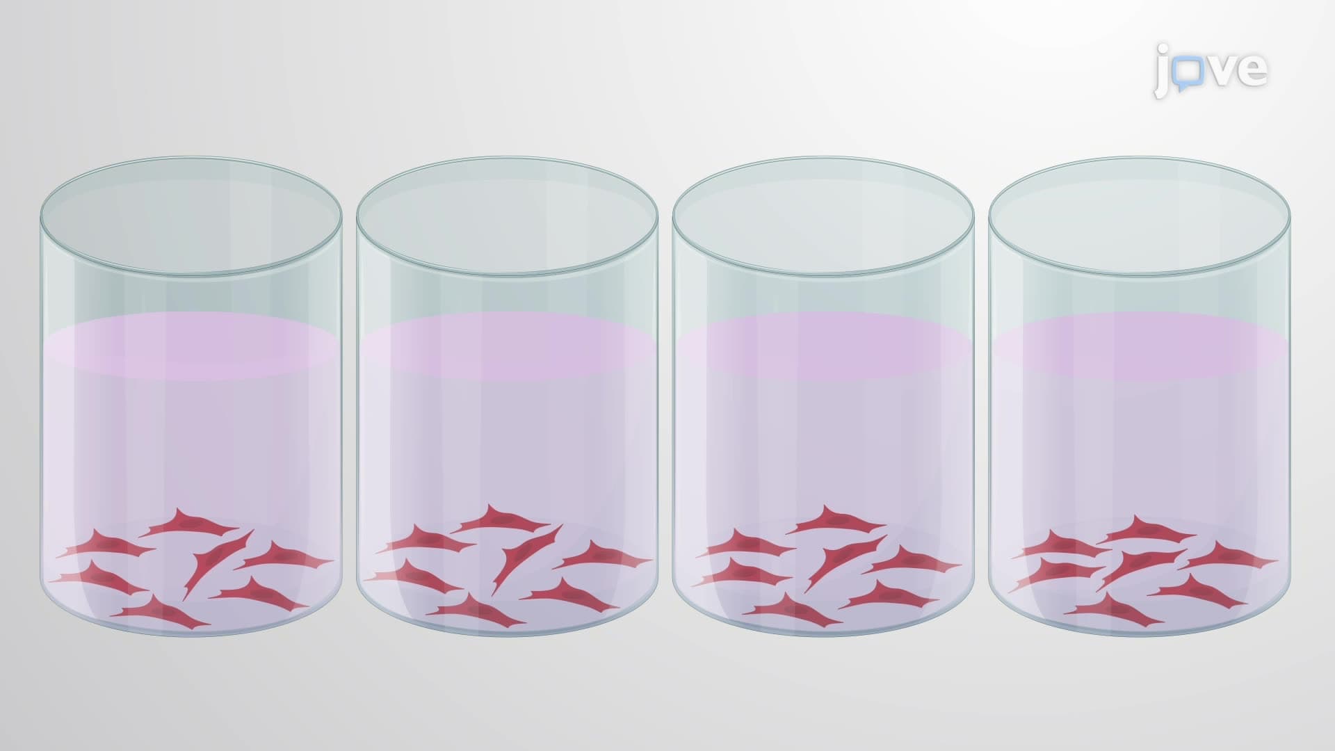 An In Vitro Assay for Screening Interferons as Potent Inhibitors of Zika Virus Growth