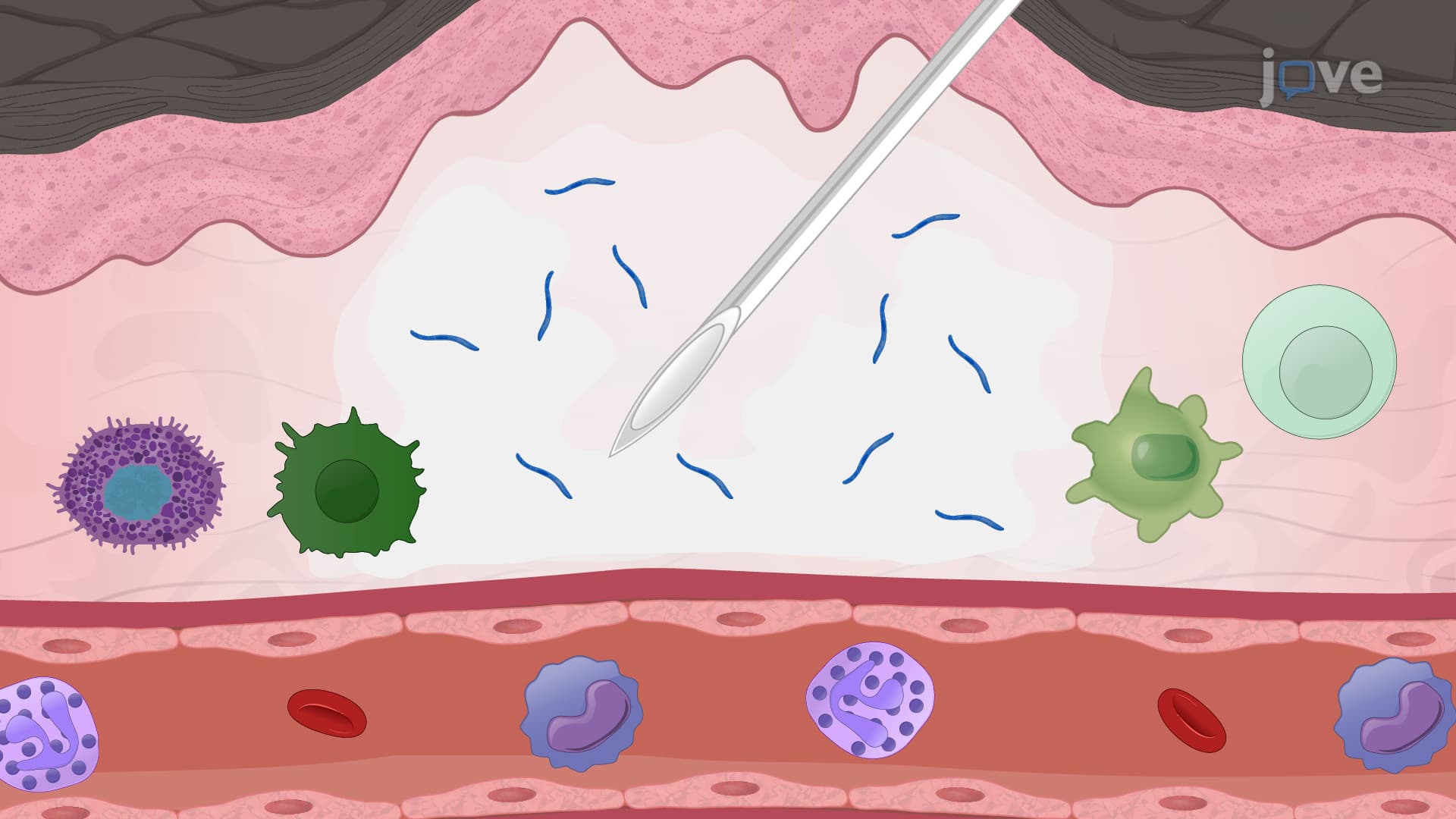 Intradermal Immunization with Live Attenuated Sporozoites in a Mouse Model