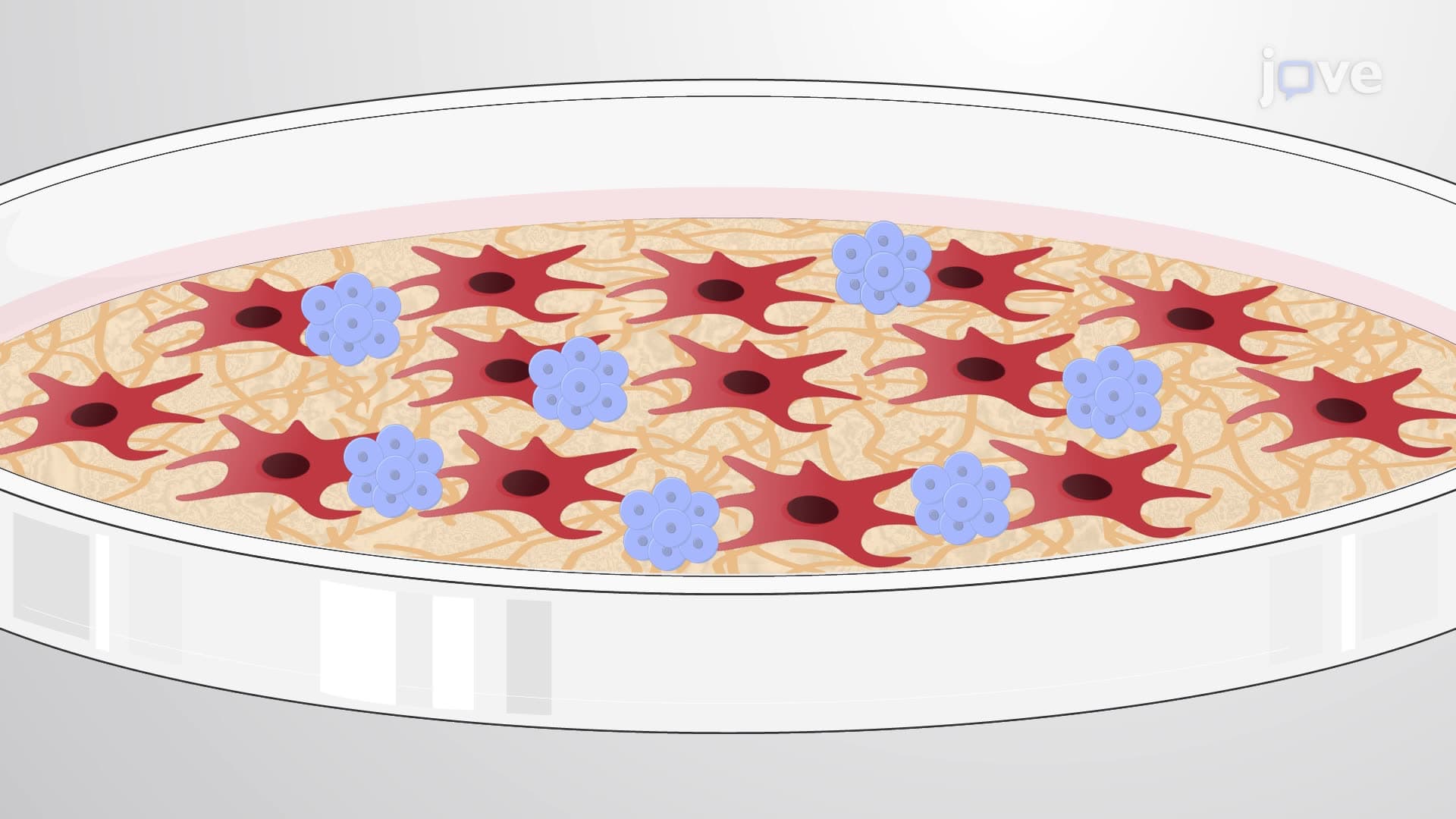Generating Single Positive CD8 T Cells from Induced Pluripotent Stem Cells