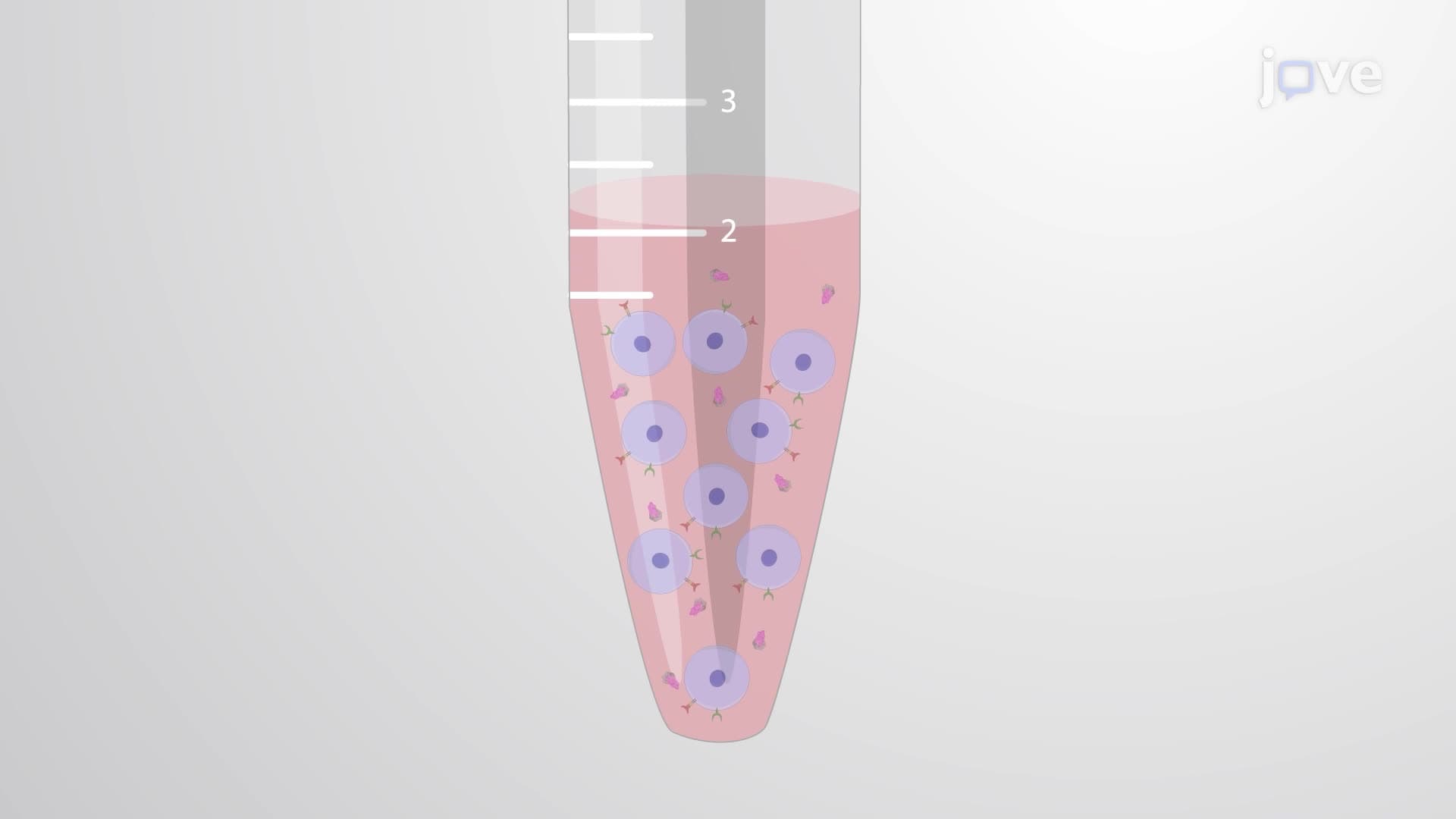 Generating Neural Progenitors from Embryonic Stem Cells in Serum-Free Monolayer Cultures