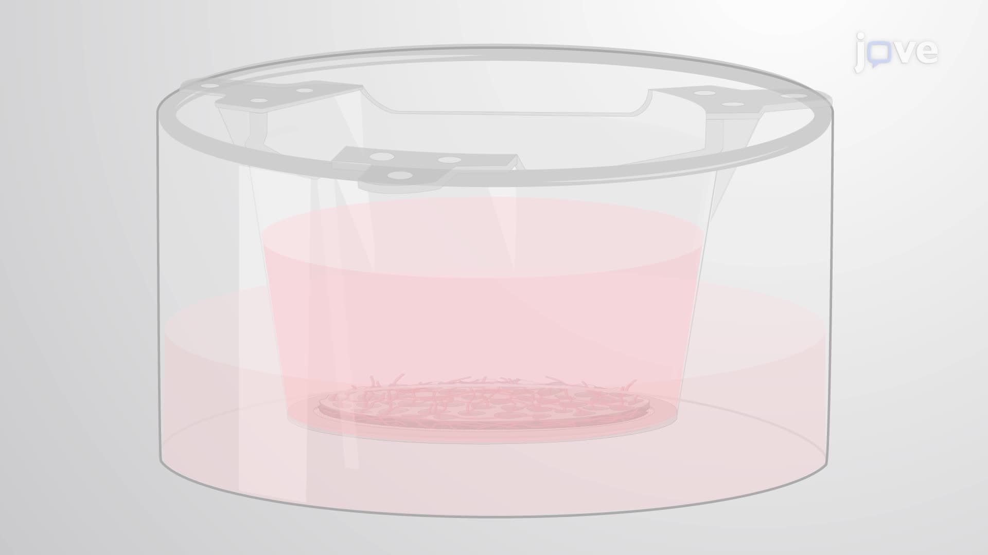 Differentiating Human Neuronal Stem Cells into 3D Culture Using a Porous Scaffold