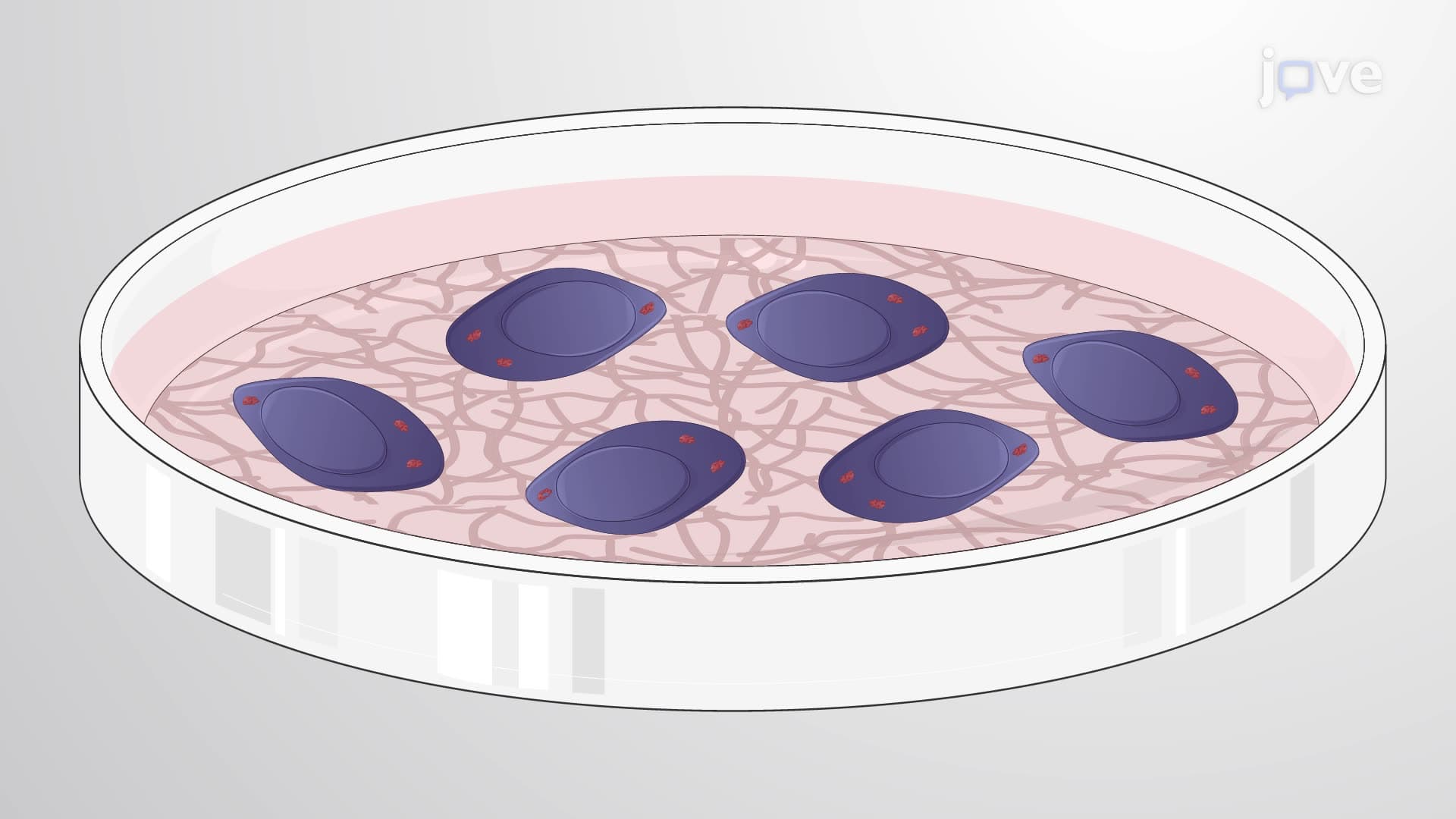 A Co-culture Technique for Differentiating Human Neural Progenitor Cells into Neurons