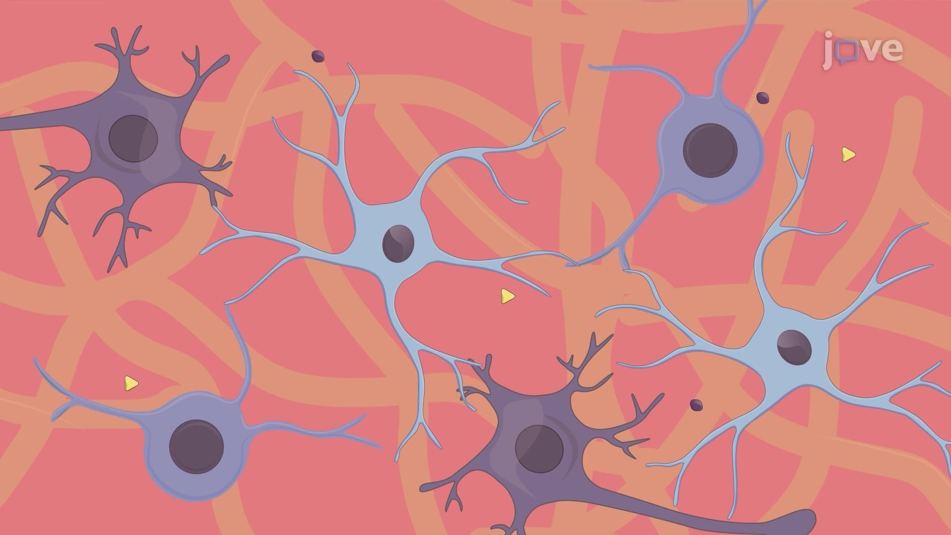 Electrical Stimulation-Induced Differentiation of Neural Stem and Progenitor Cells