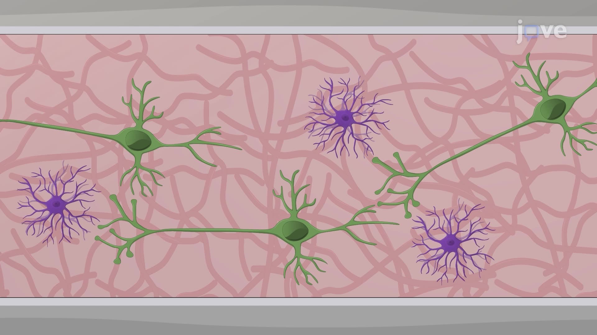 Co-culturing Glutamatergic Neurons and Pediatric High-Grade Glioma Cells