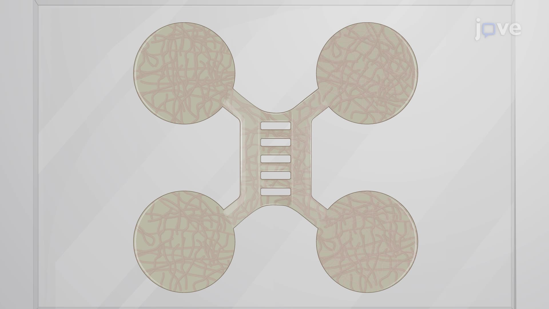 Generating Neuromuscular Junctions Using a Microfluidic Device