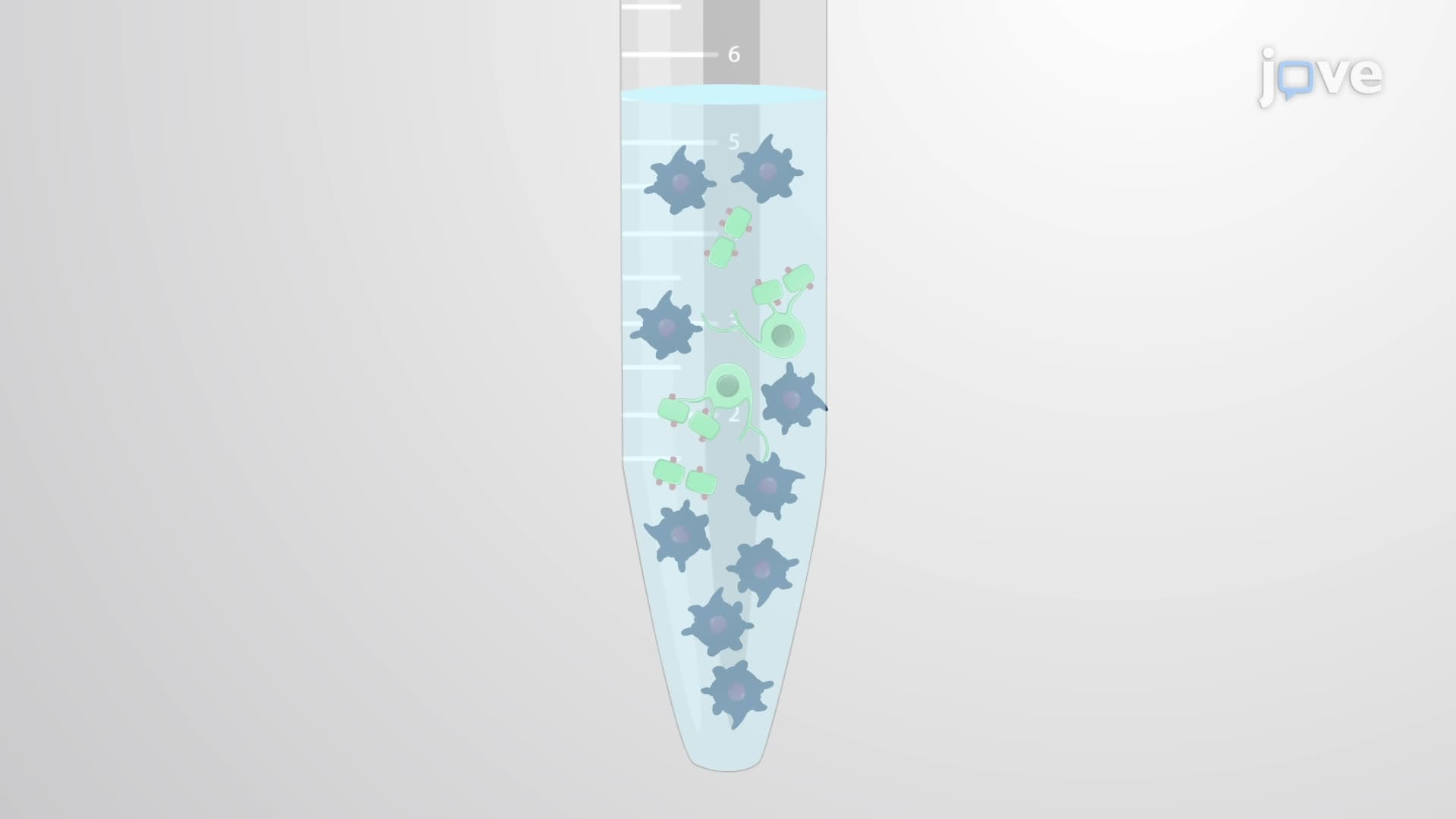 Isolation of Microglia from the Cortex of an Adult Mouse Brain