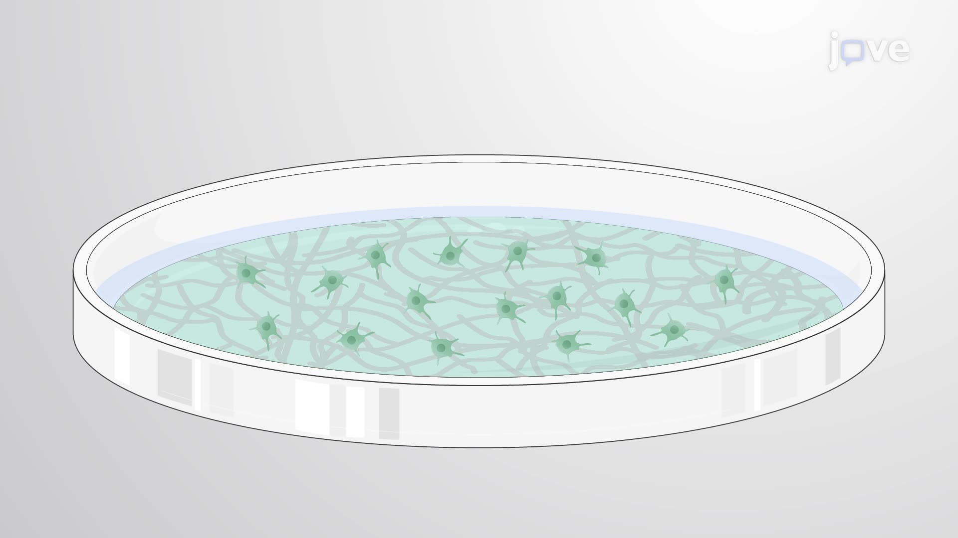 A Simple Technique to Isolate and Culture Murine Astrocytes