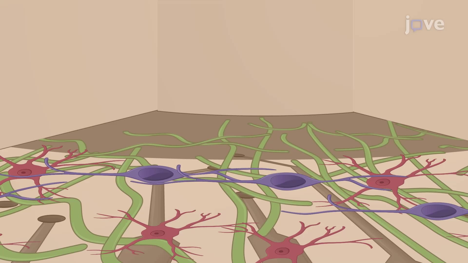 Differentiating Human Induced Pluripotent Stem Cells into Neurons on Micro-Electrode Arrays