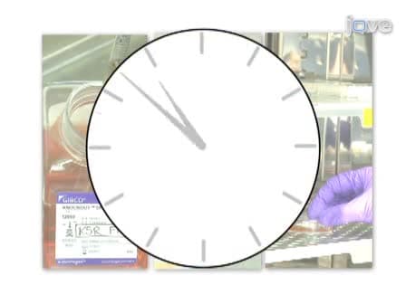 Feeder-Free Adaptation, Culture and Passaging of Human IPS Cells using Complete KnockOut Serum Replacement Feeder-Free Medium