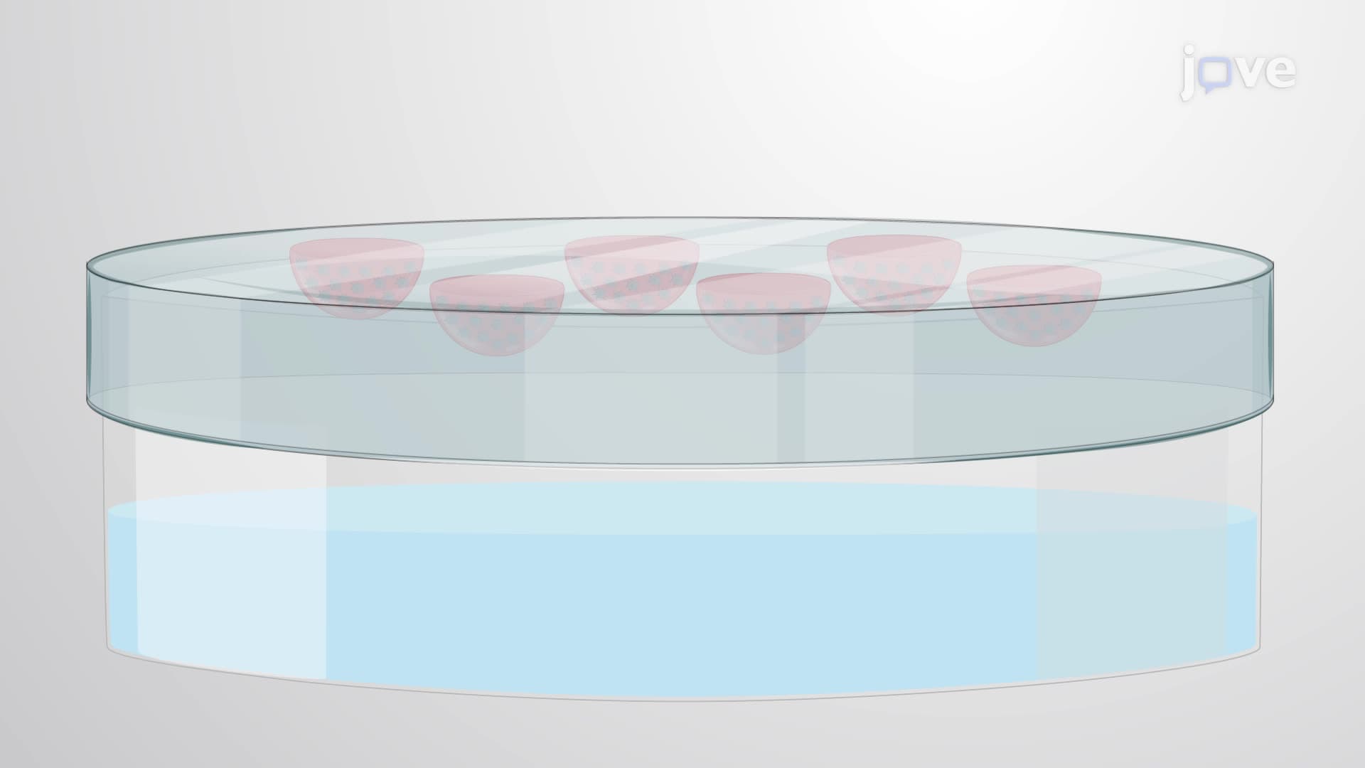 Developing Neuron Balls Using a Hanging Drop Culture Technique