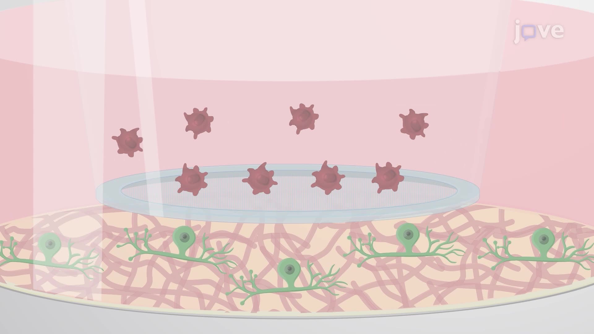 Developing a Neuron and Macrophage Coculture In Vitro