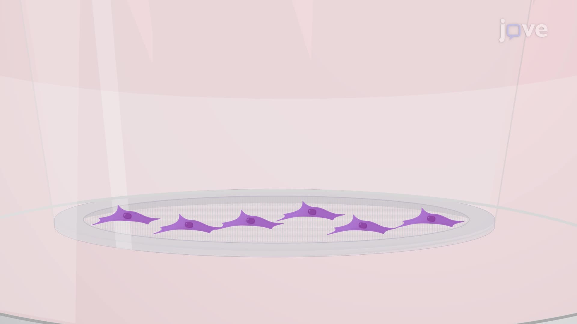 Using a Macrophage Conditioned Medium to Promote Neuron Extensions