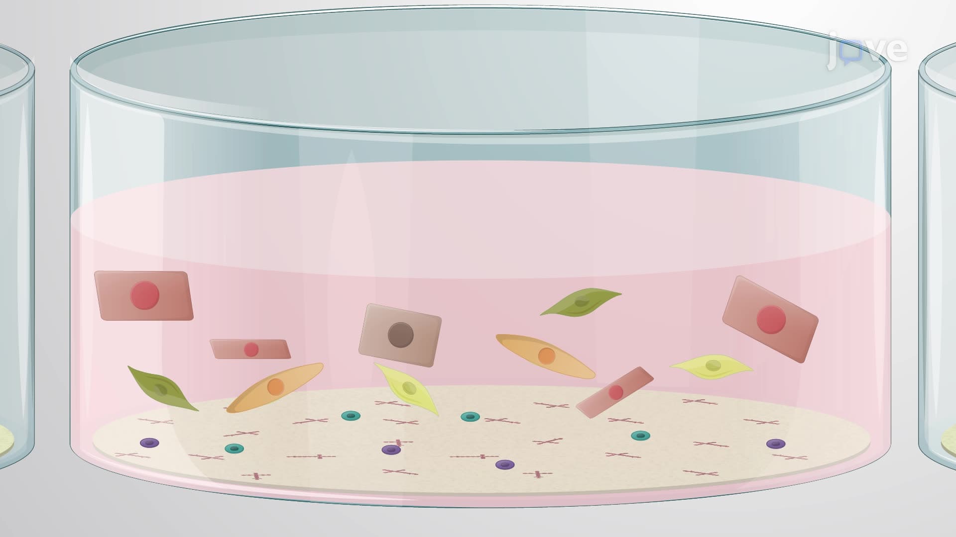 Isolation and Culture of Primary Neurons and Glia from a Rat Urinary Bladder