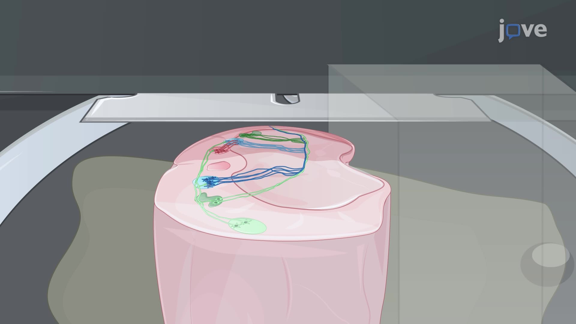 Preparing Wedge Brain Slices to Visualize Auditory Neurons