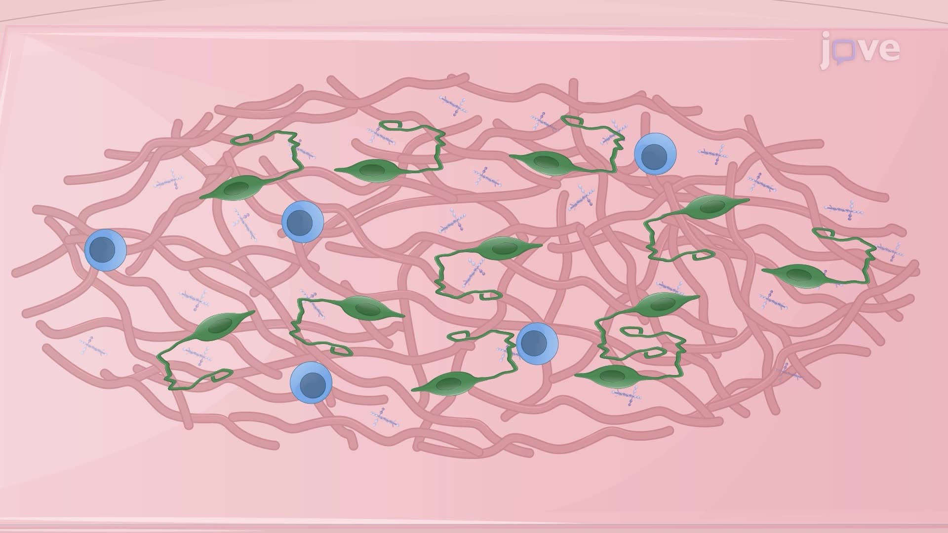 Generation of Primary Retinal Ganglion Cell Cultures From Zebrafish Embryos
