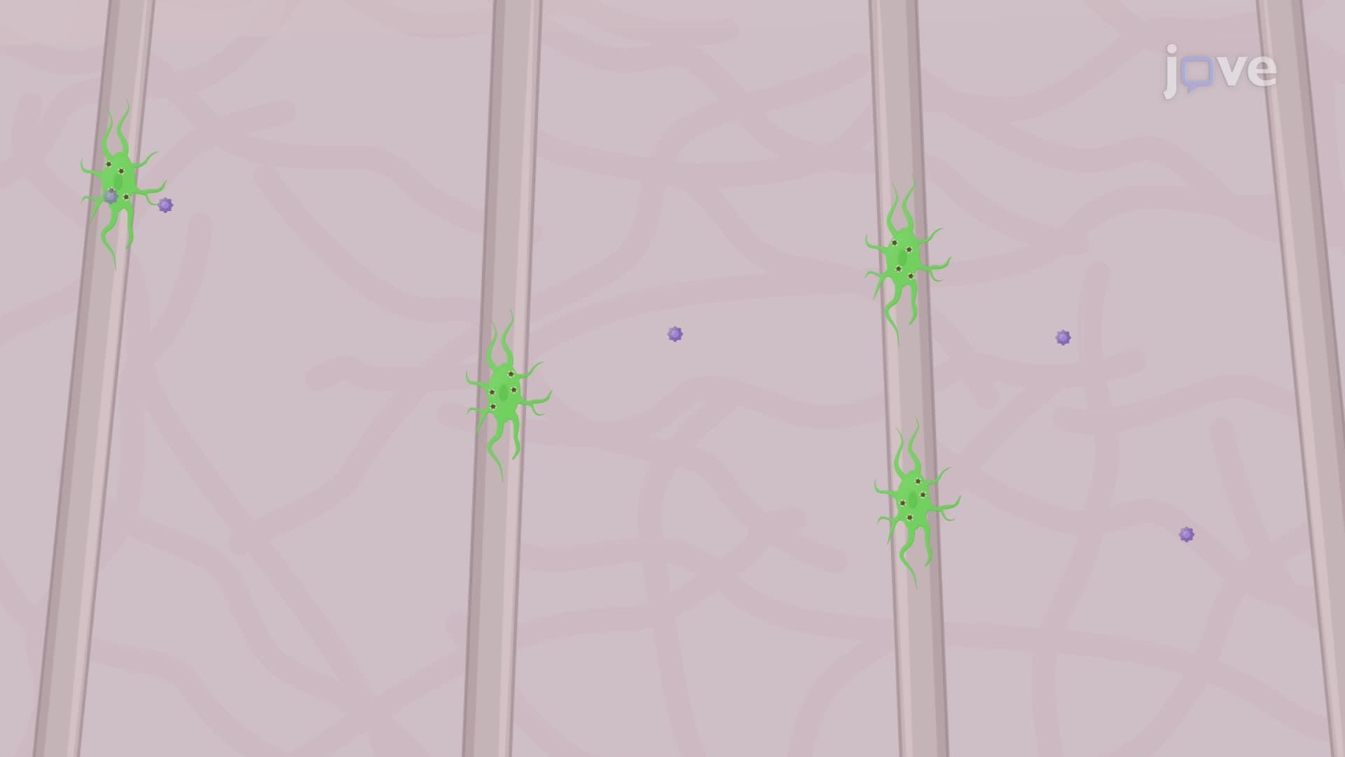 Growth and Differentiation of Magnetic Nano Particle-Loaded Neurons on Magnetic Platforms
