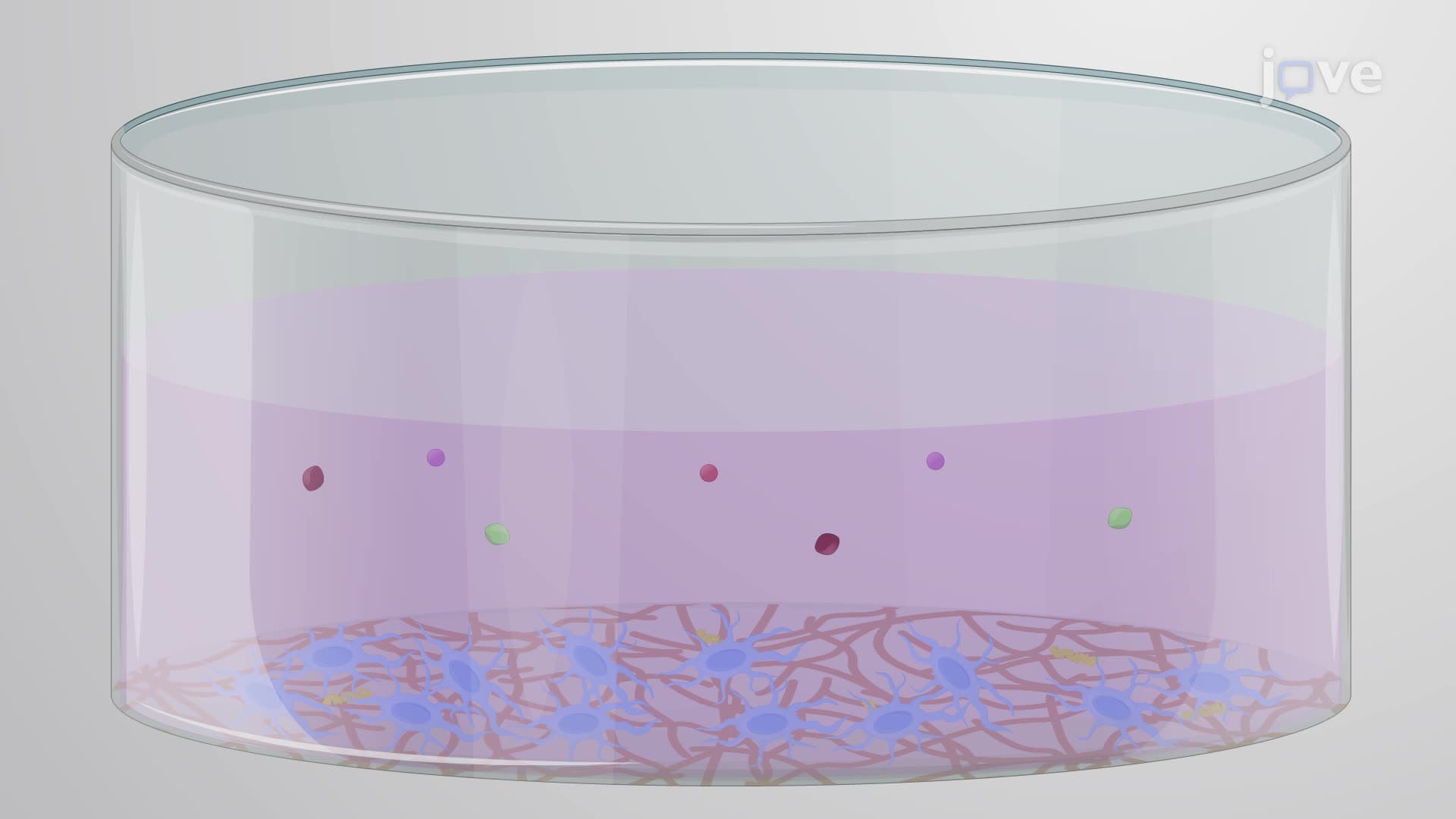 Differentiating Human Embryonic Stem Cells into Neural Progenitors