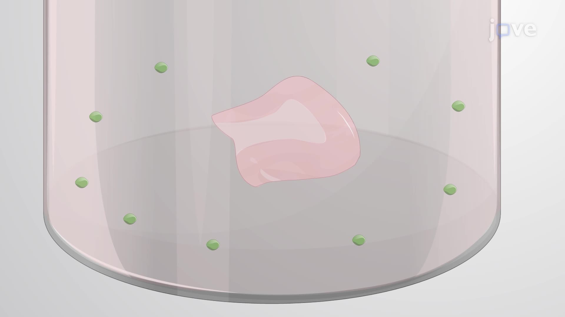 Preparing Free-Floating Slice Cultures from an Adult Human Brain