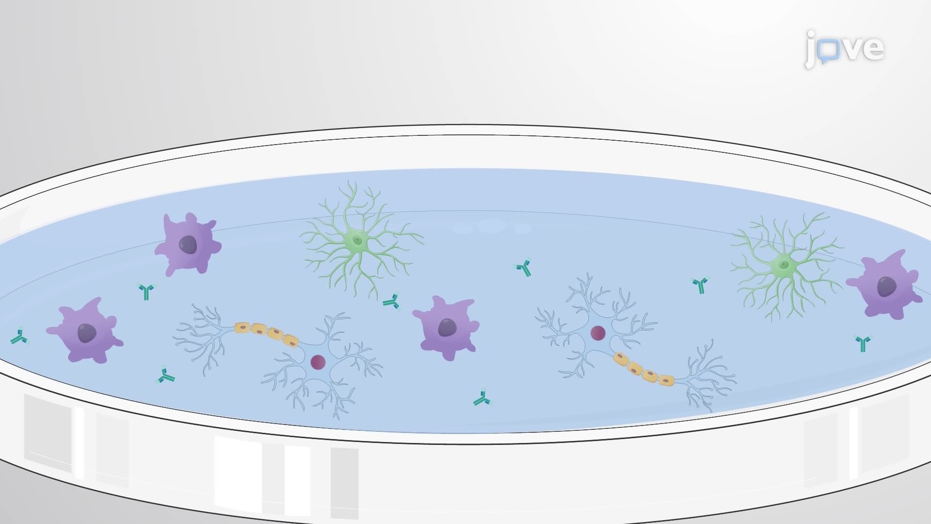 Isolation and Culture of Microglia from Rat Brains using Serum-Free Media