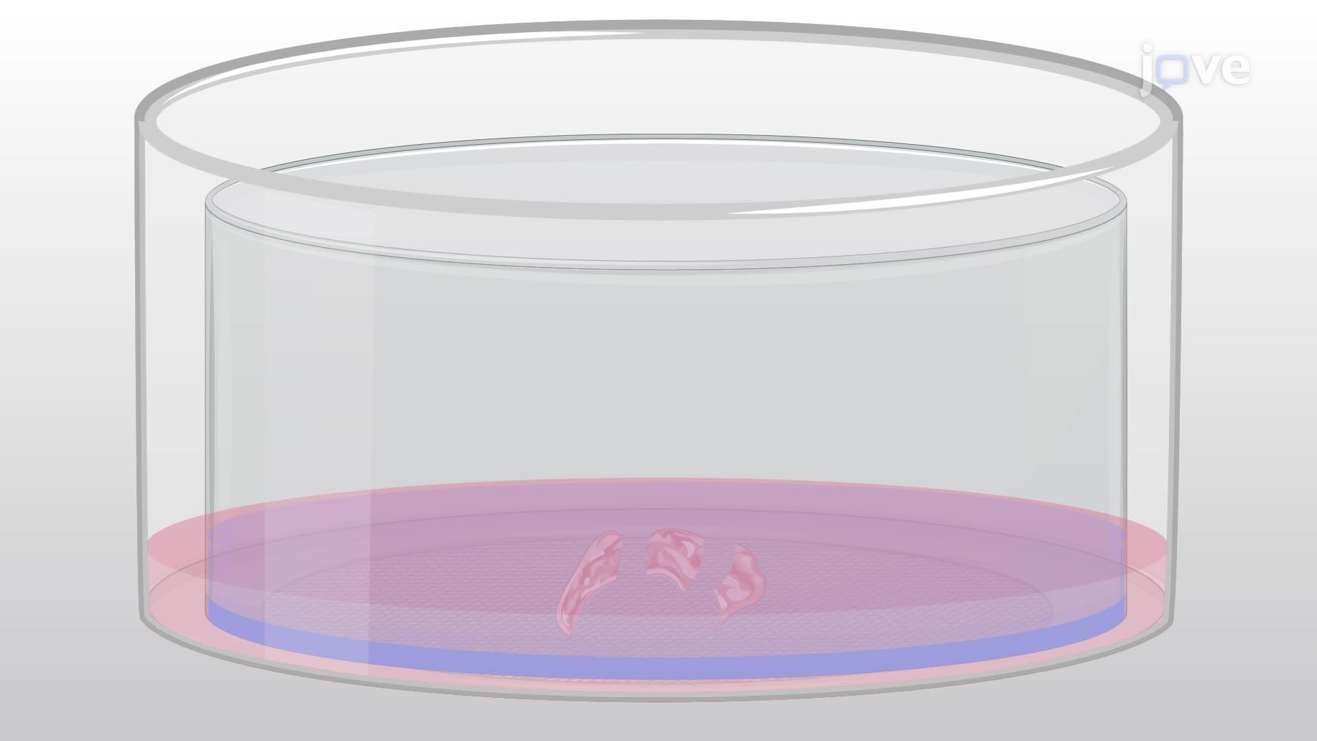 Preparation of Organotypic Slice Cultures from a Rat Pup's Hippocampus