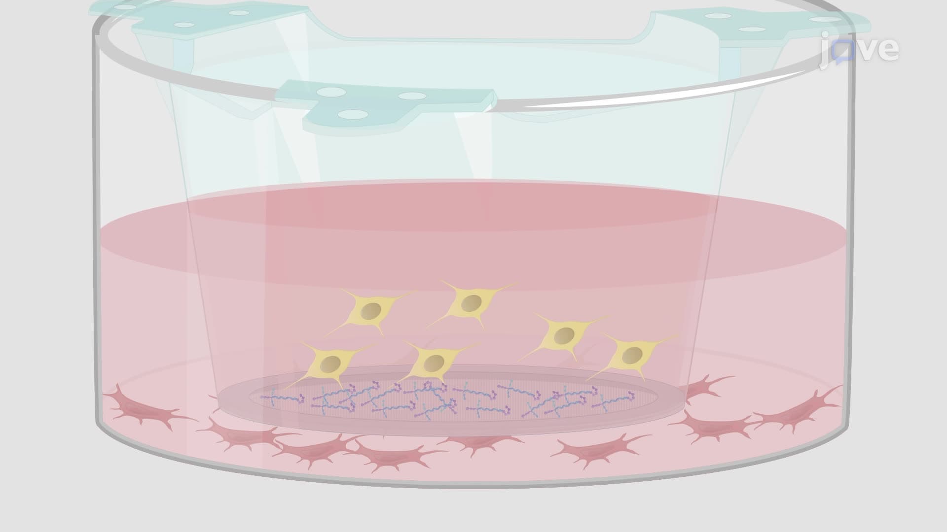 Establishing a Co-Culture of Dental Pulp Cells and Trigeminal Neurons for Cross-Communication