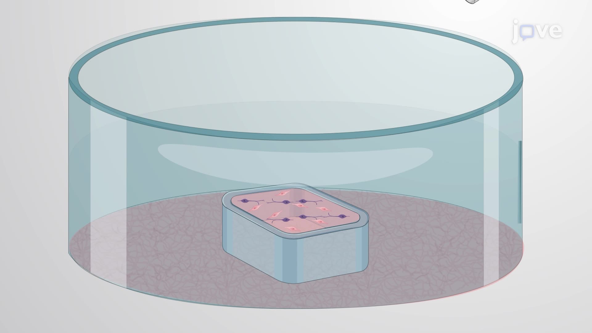 Establishing a Co-Culture of Interneurons with Periventricular Endothelial Cells