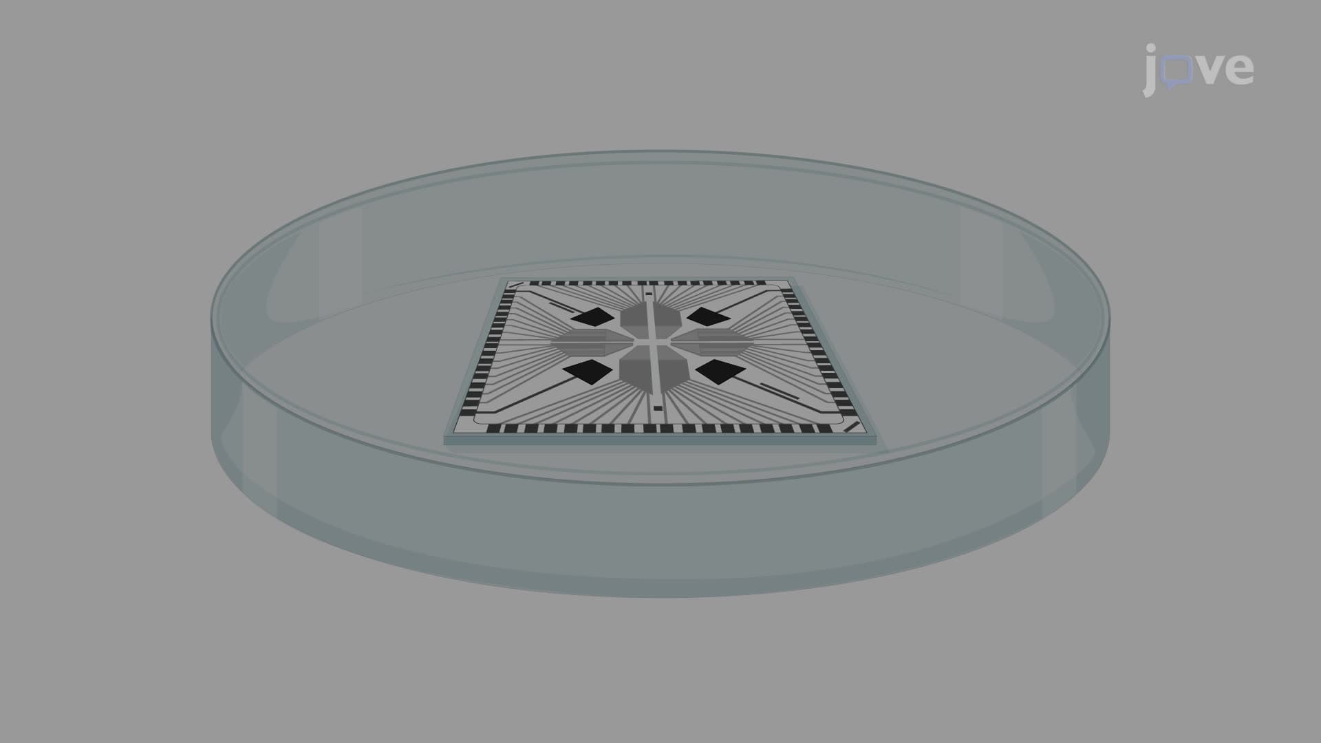 Studying the Regeneration of Functional Connections between Spinal Cord Slices Using a Multi-Electrode Array